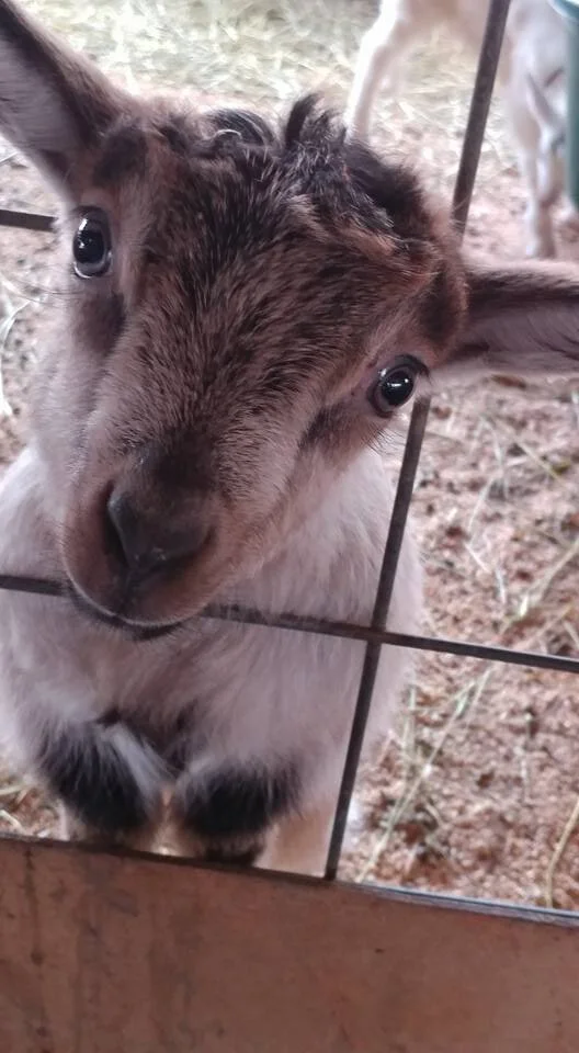 Close-up of a baby goat’s face, ears up