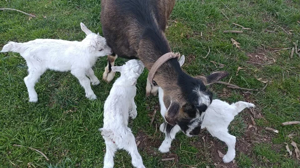 Goats crowding the gate at feeding time