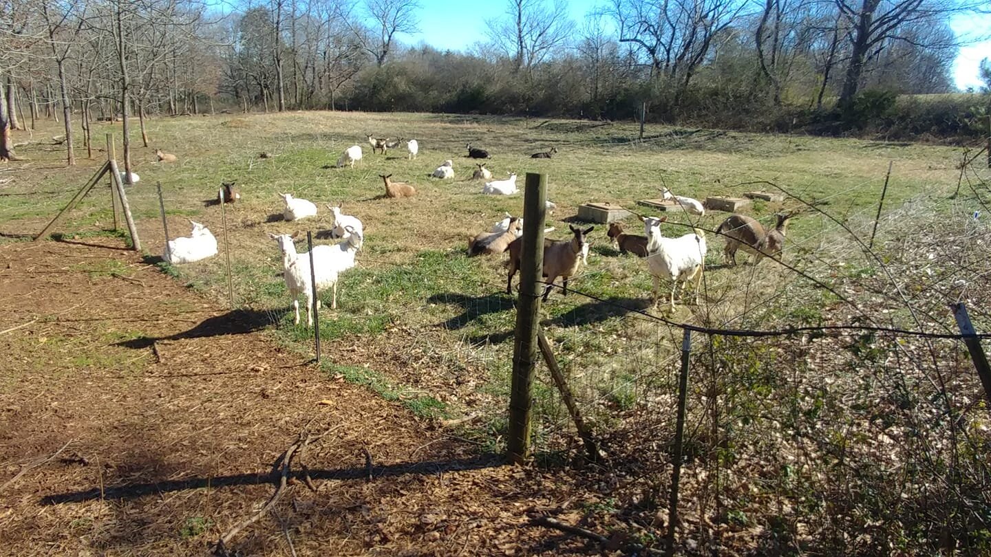 Goats 14.jpeg