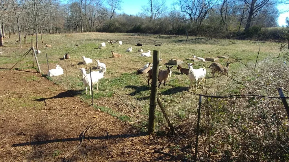 A herd of Saanen goats gathered in the barnyard