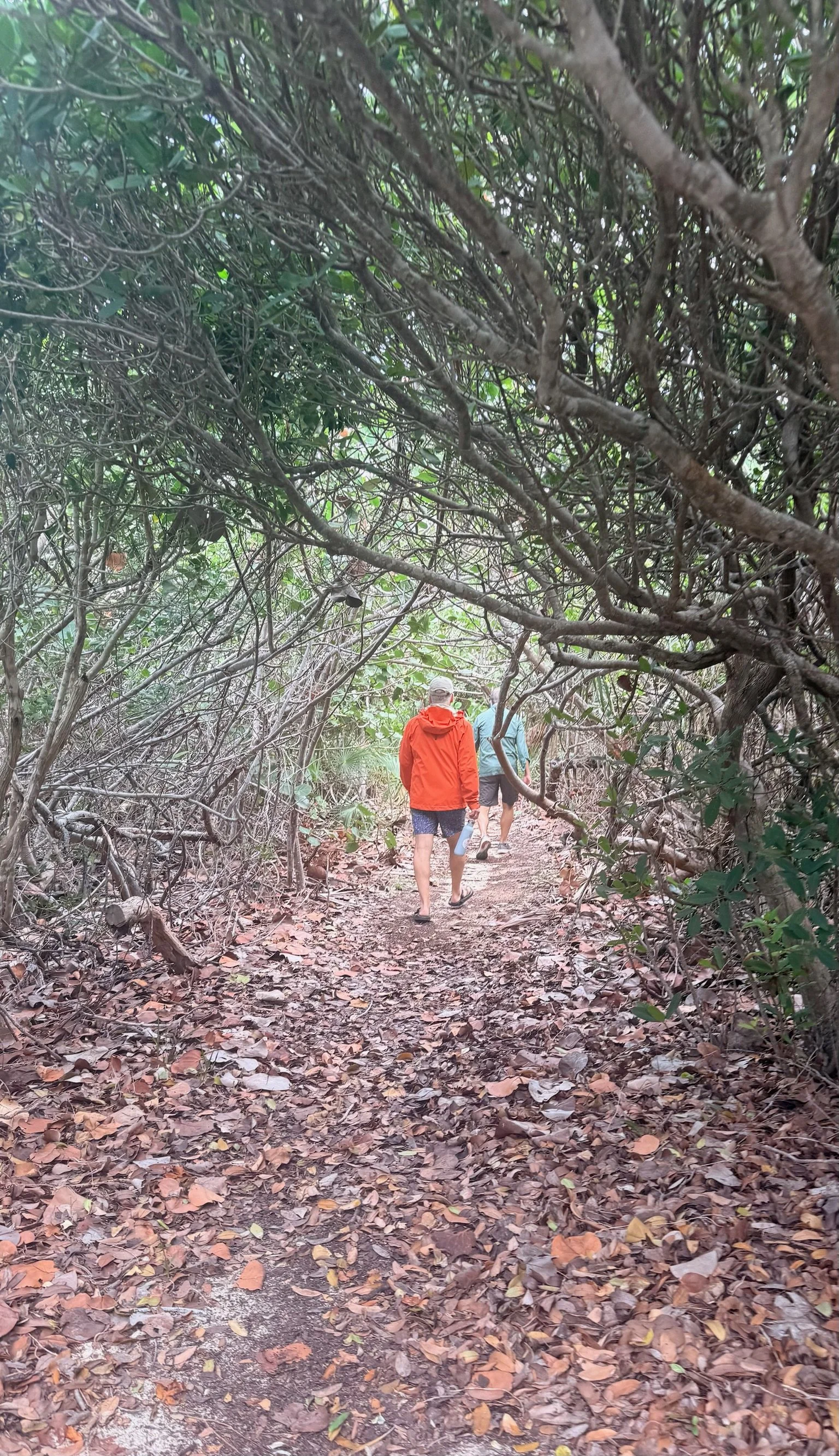 Three people walking on a leaf-covered forest trail surrounded by dense trees and bushes.