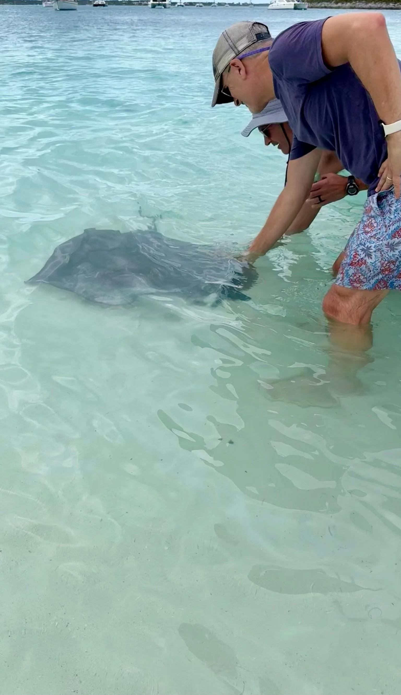 Three people in shallow clear water, touching a large stingray with a flat body and long tail, while boats are visible in the background.