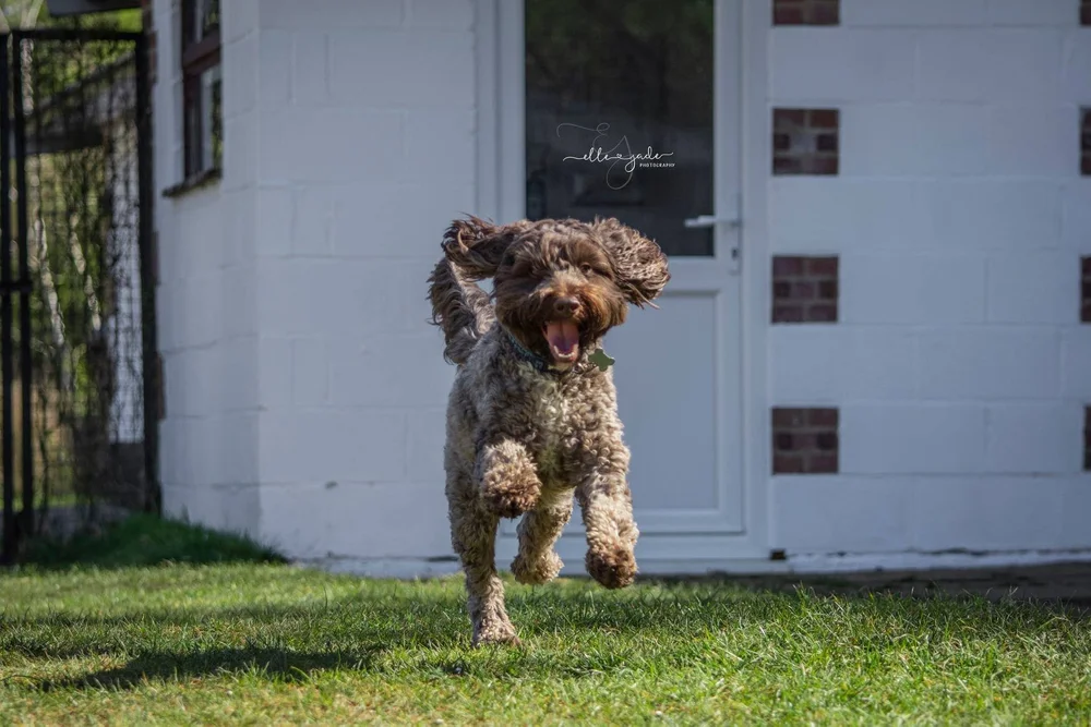 Kennels — Kingswood Farm Kennels & Cattery