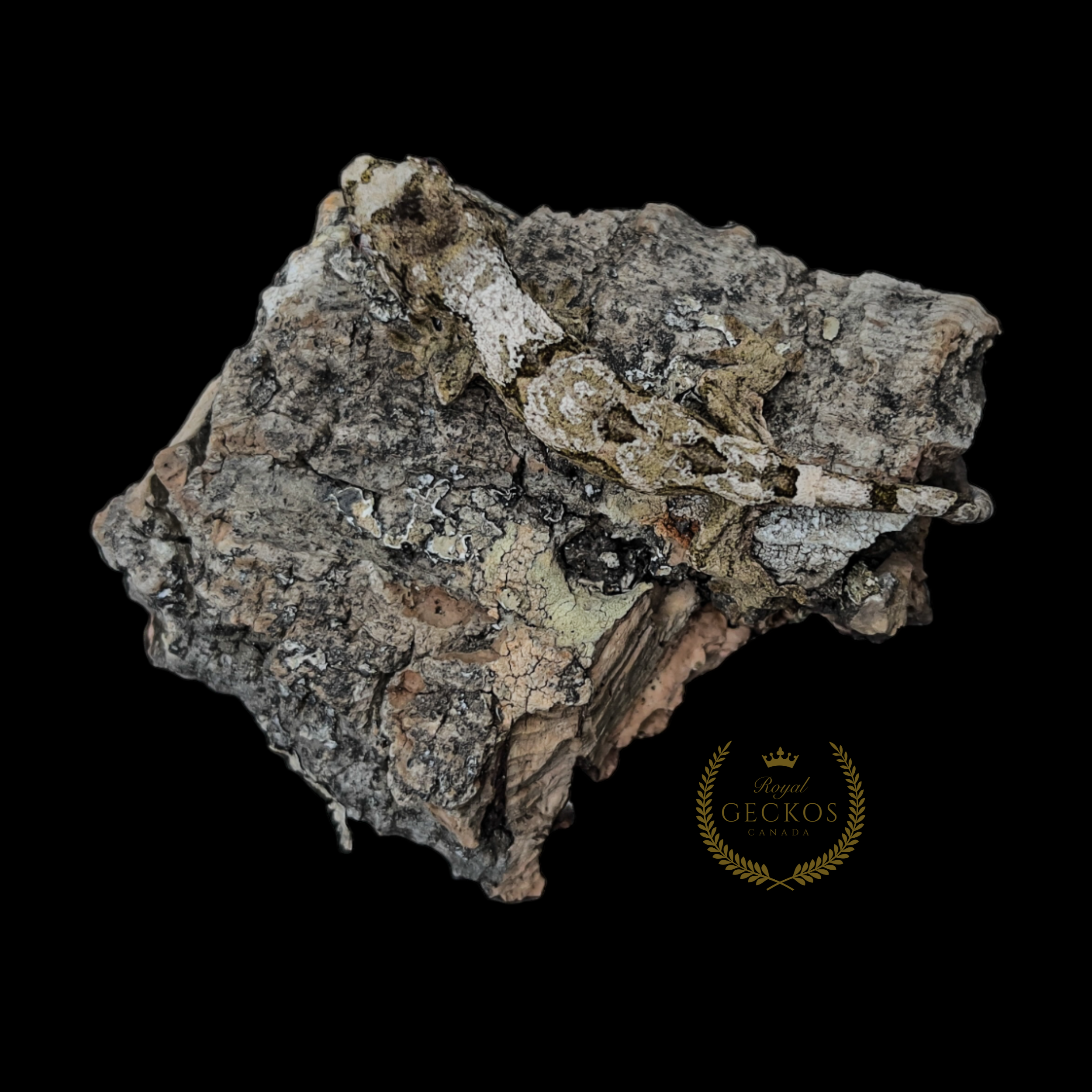 CH-004-2025 - (2).png