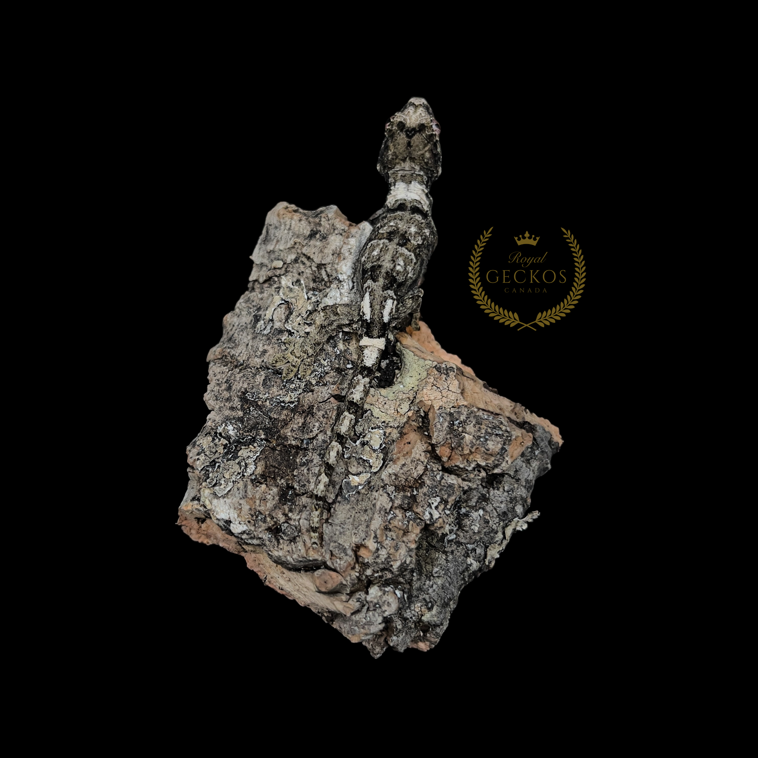 CH-002-2025 - (1).png