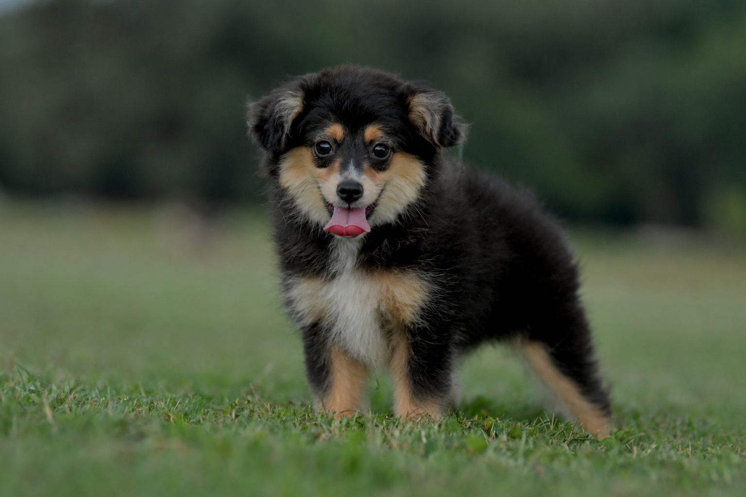 RUNE. Black Tri Male. $800 to a Pet Home. Inquire for Full Registration. 