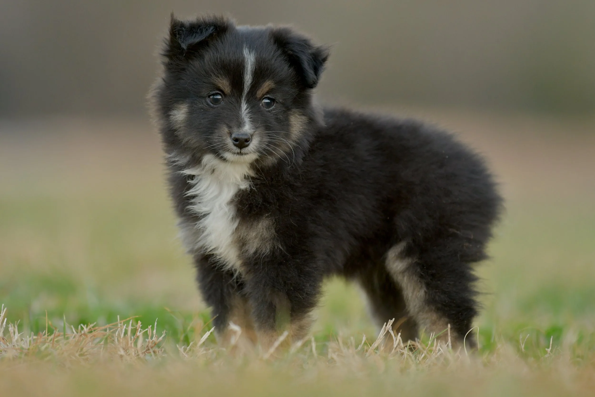 ANISE. Black Tri Female. $1500.