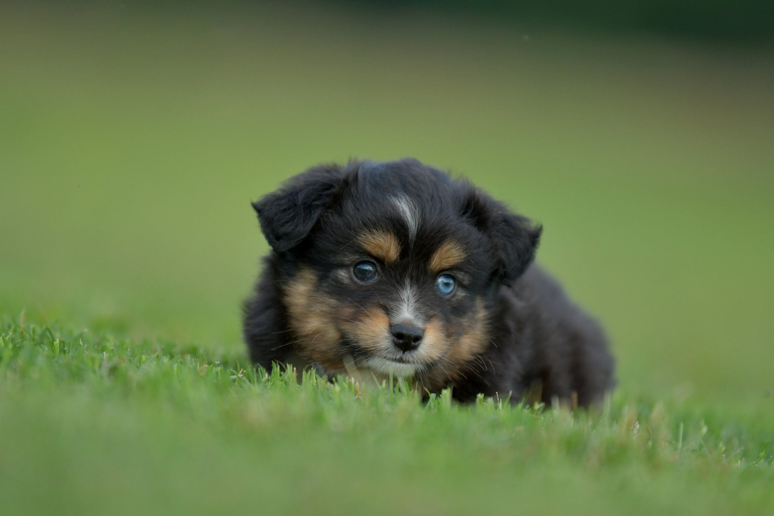 POGGLE. Black Tri Female. $2200. 