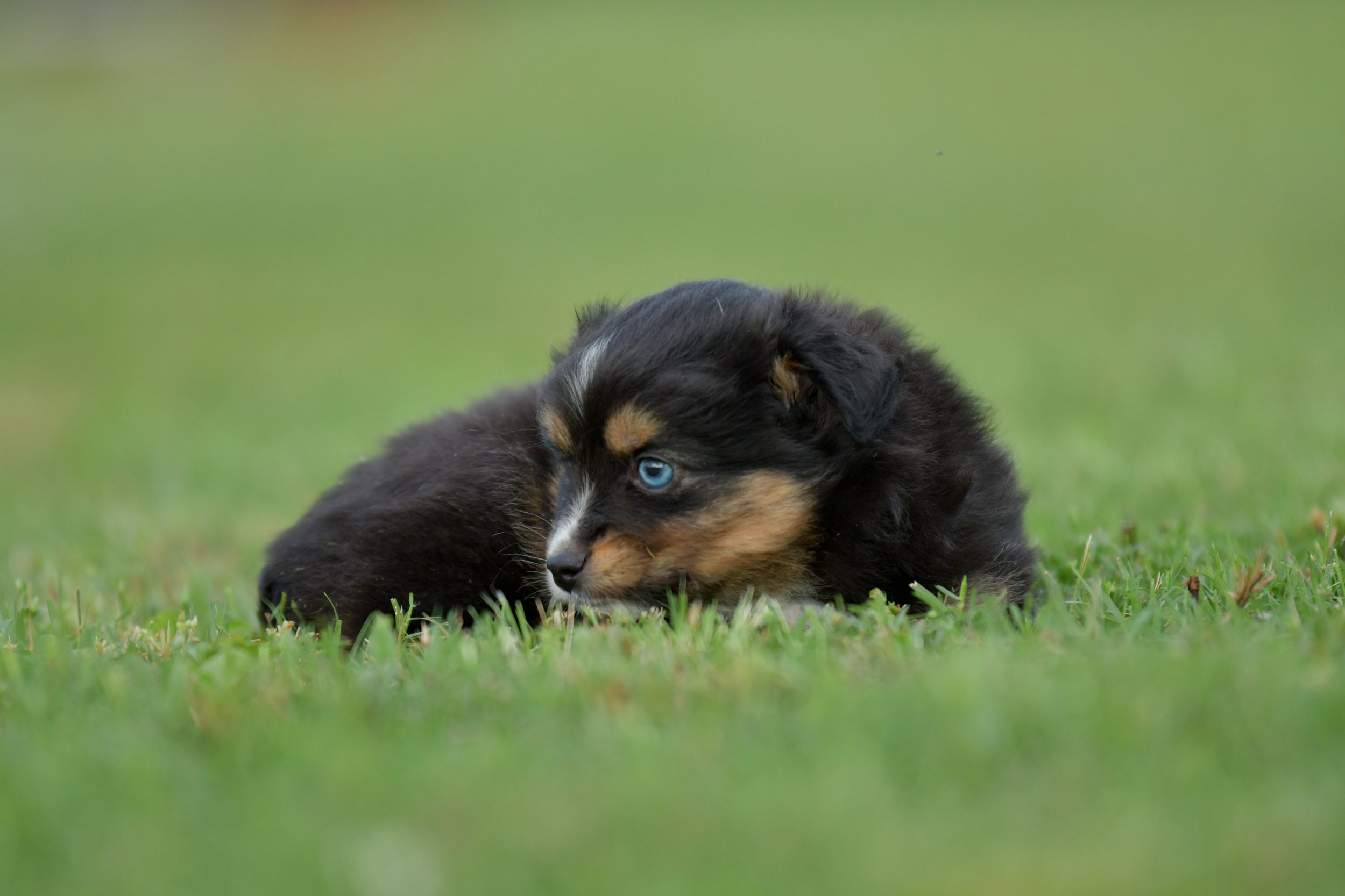 POGGLE. Black Tri Female. $2200. 