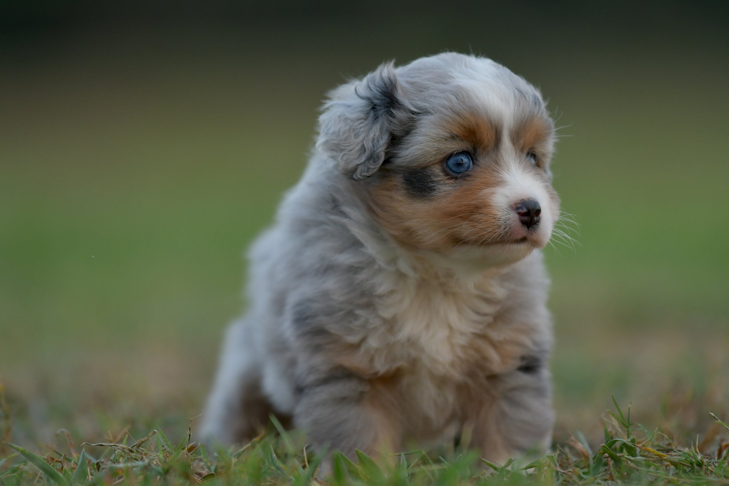 BRIE. Blue Merle Female. $3500. 