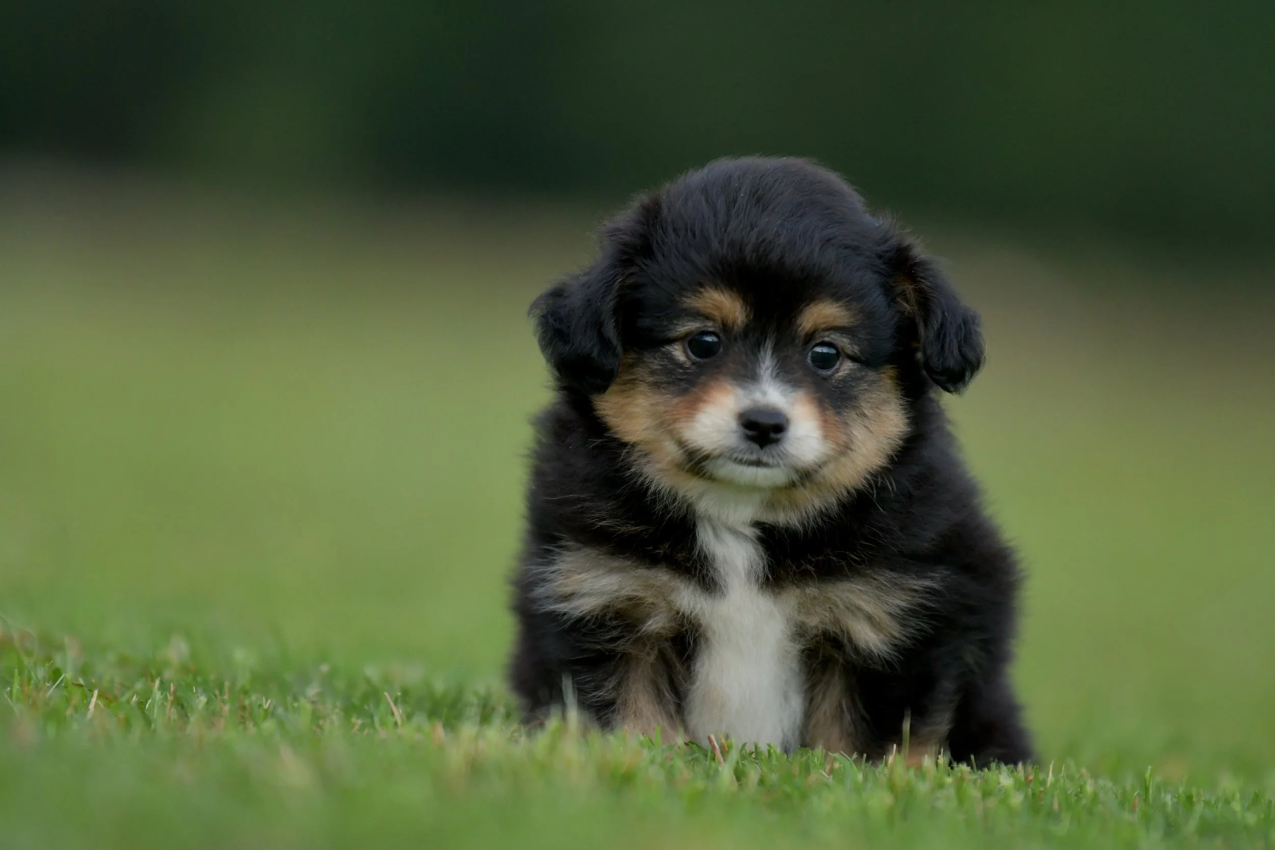 RUNE. Black Tri Male. $1800. 