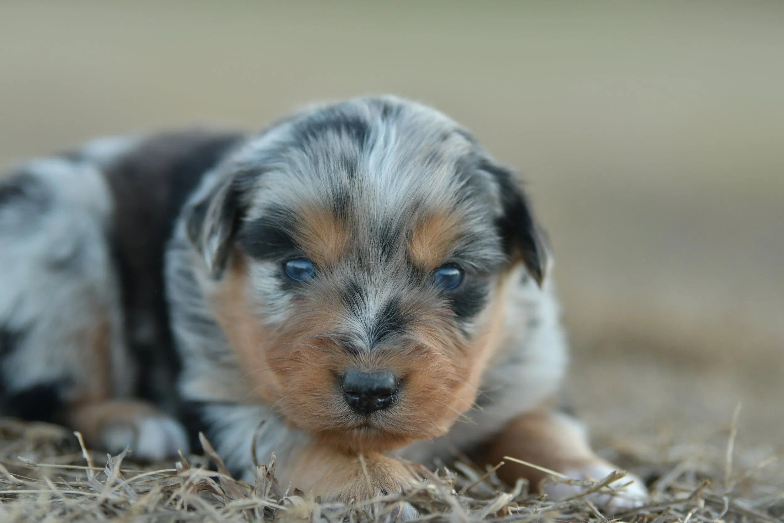 SAMUEL. Blue Merle Male. $2500. 