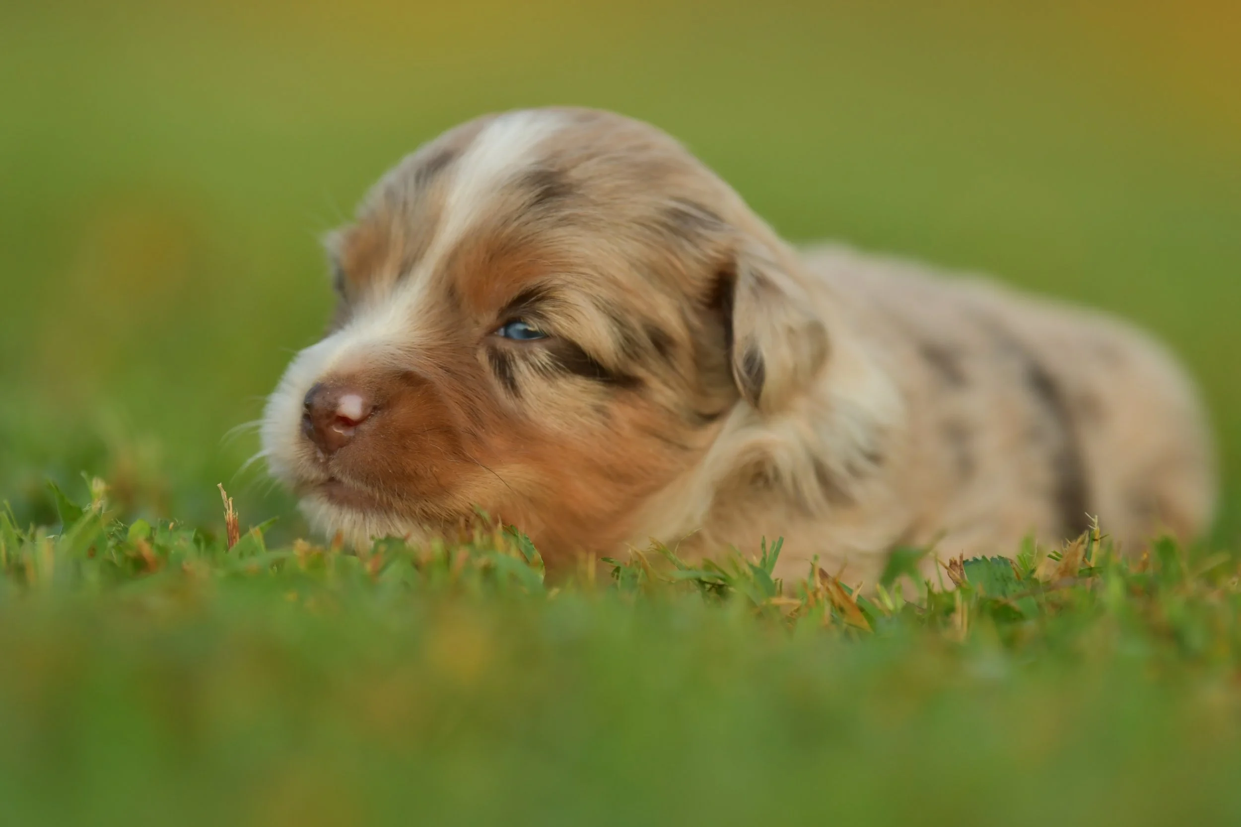 PENELOPE. Red Merle Female. $3500. 