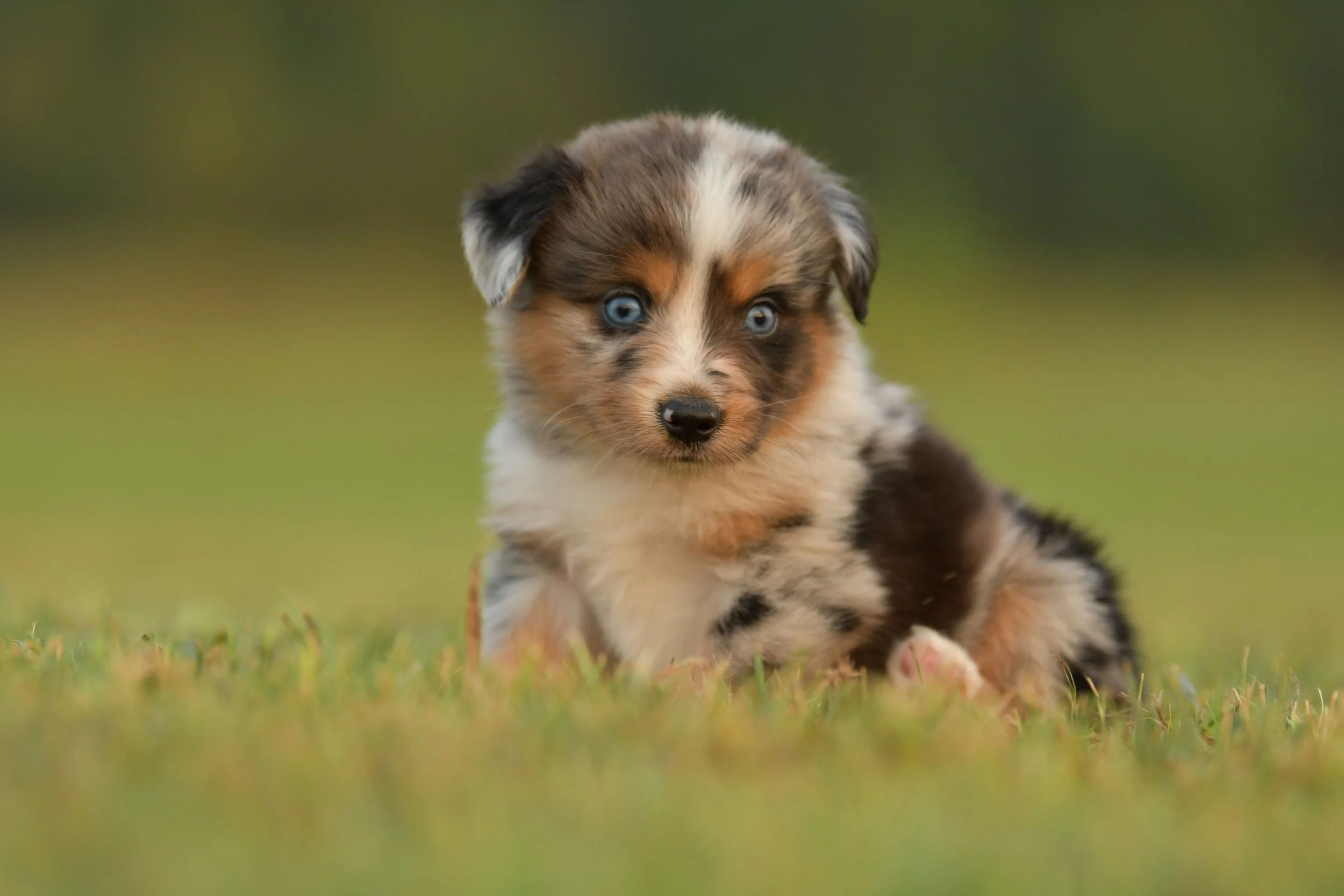 LINCOLN. Blue Merle Female. $3500. 