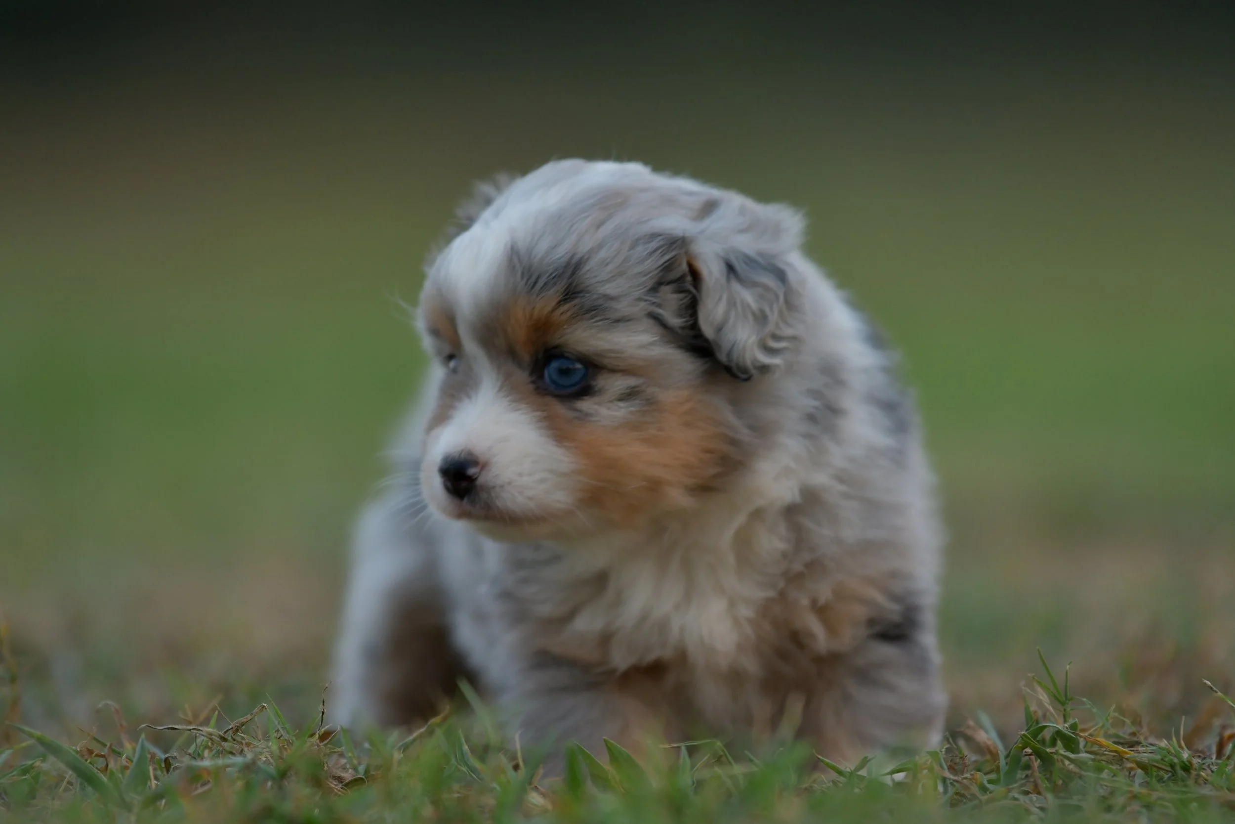 BRIE. Blue Merle Female. $3500. 