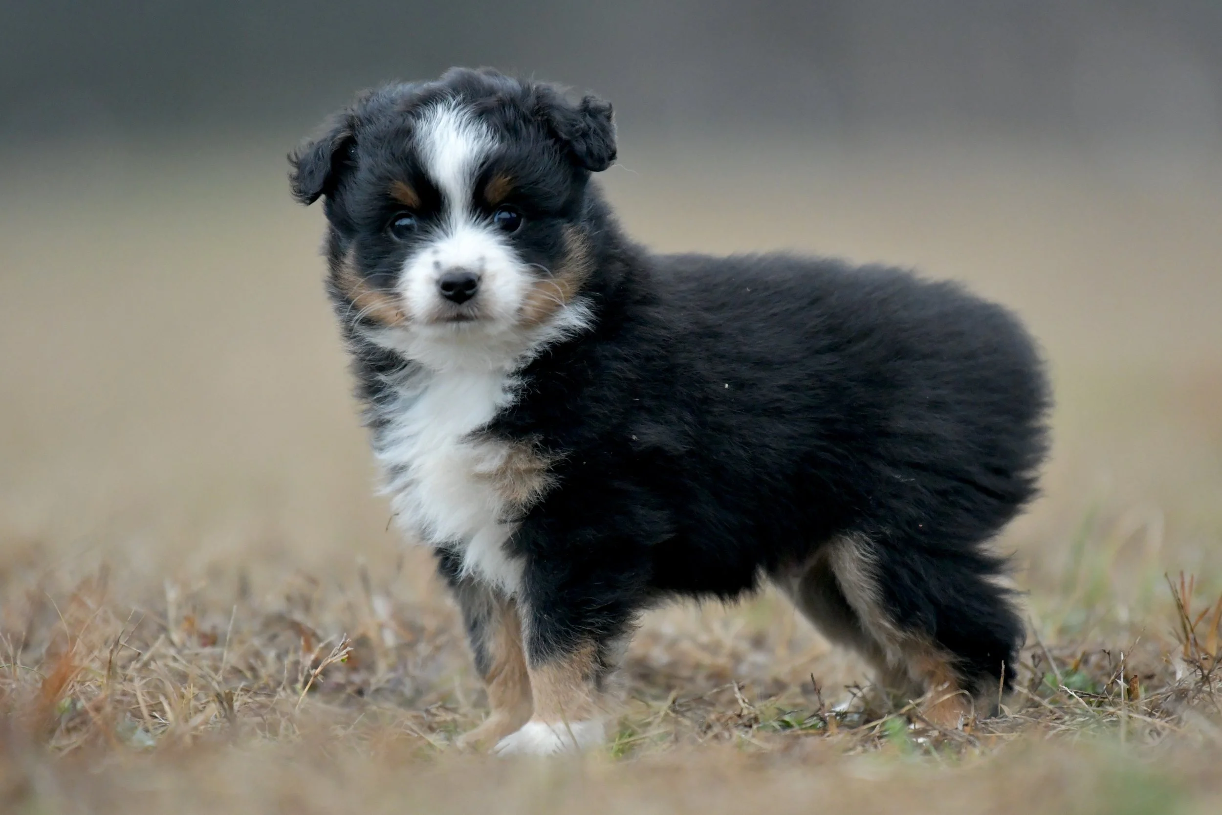GLEAM. Black Tri Male. $1250. 