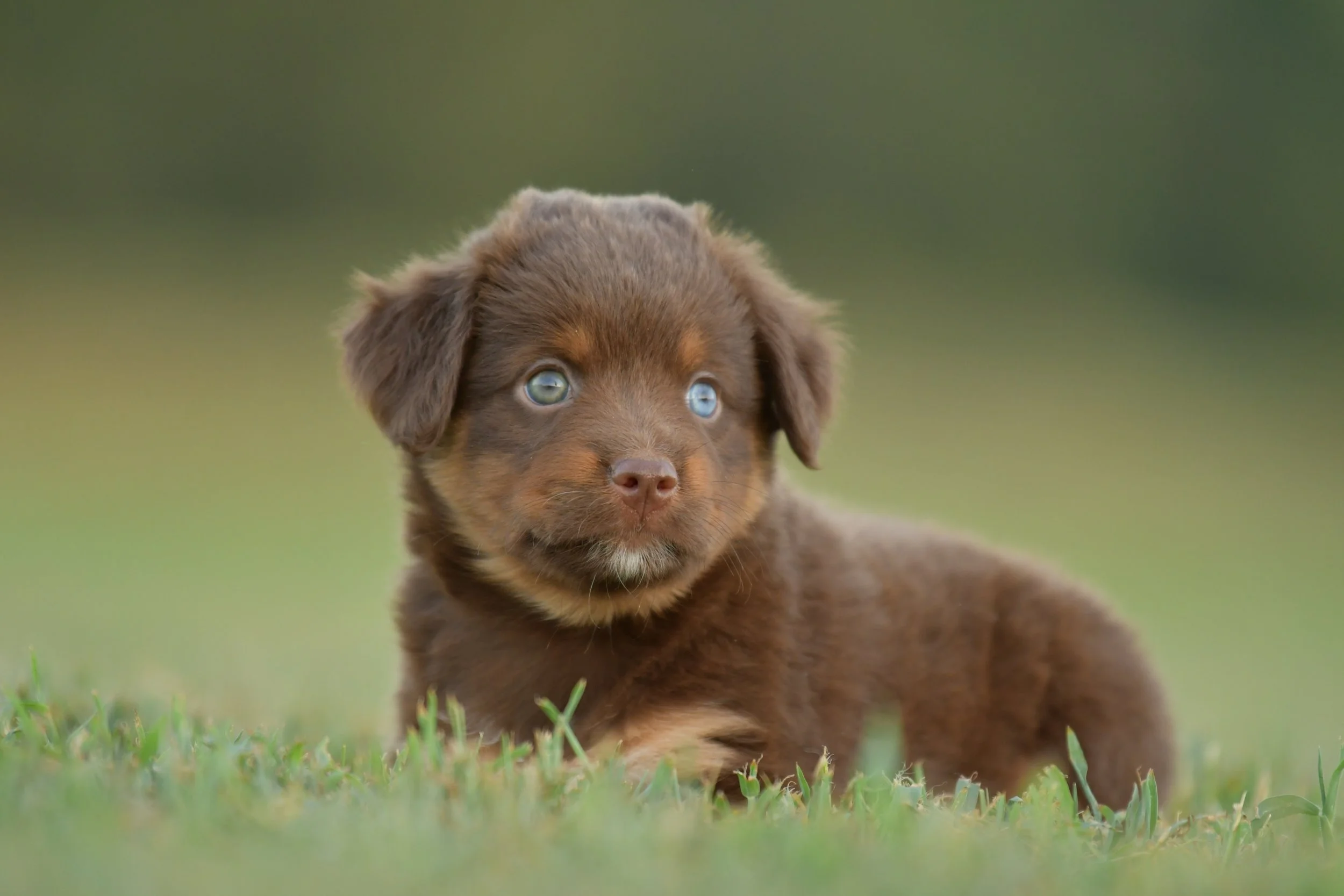 BOWTRUCKLE. Red Tri Female. $1850.