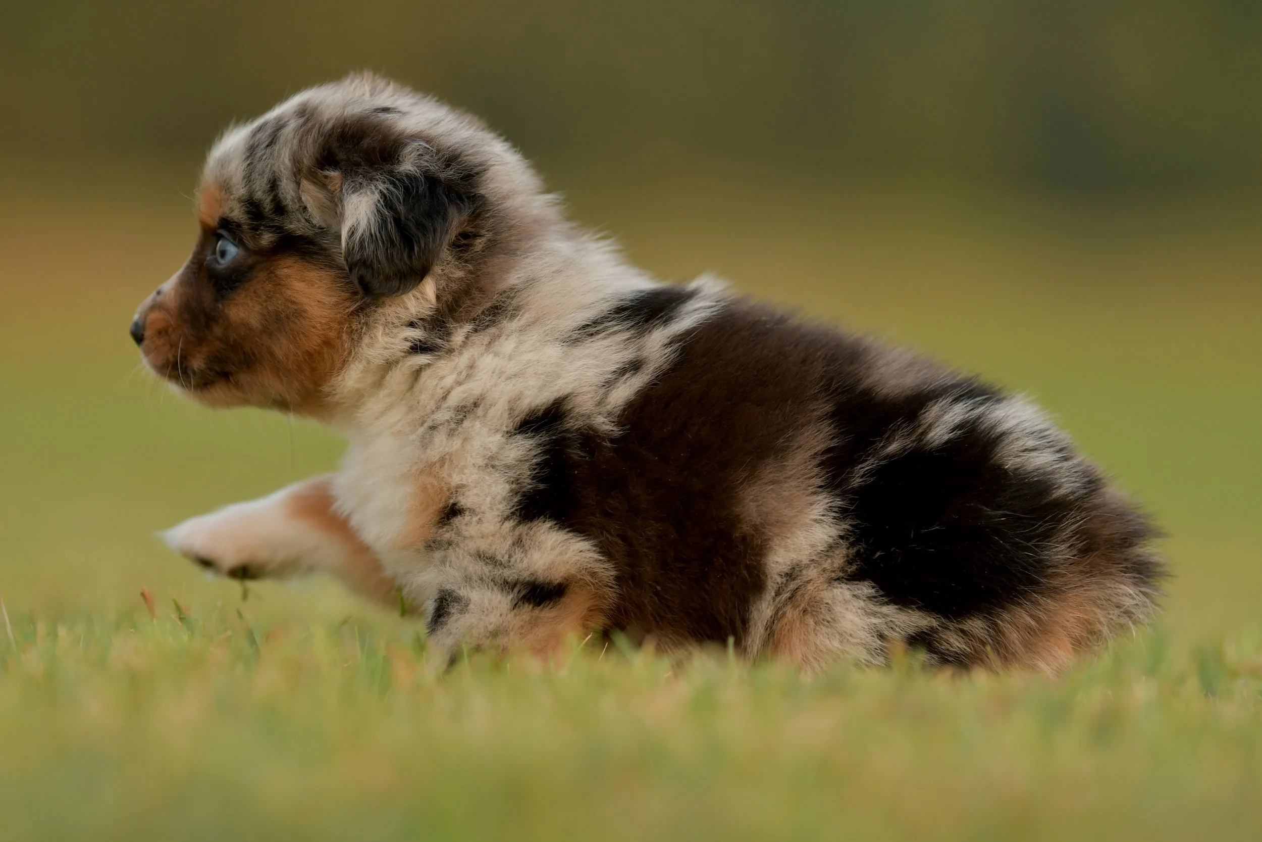 LINCOLN. Blue Merle Female. $3500. 