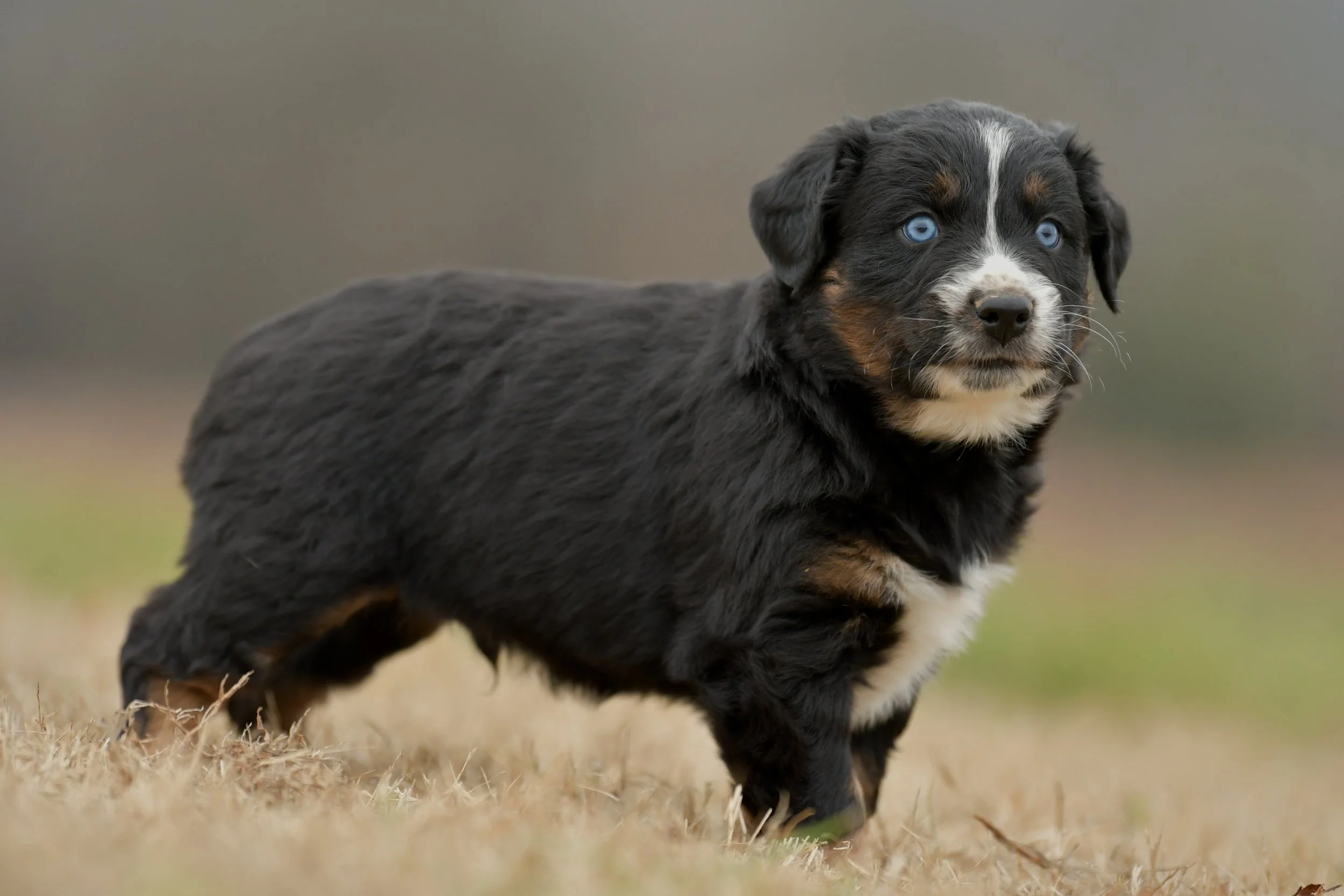 WILL. Black Tri Male. $1250. 