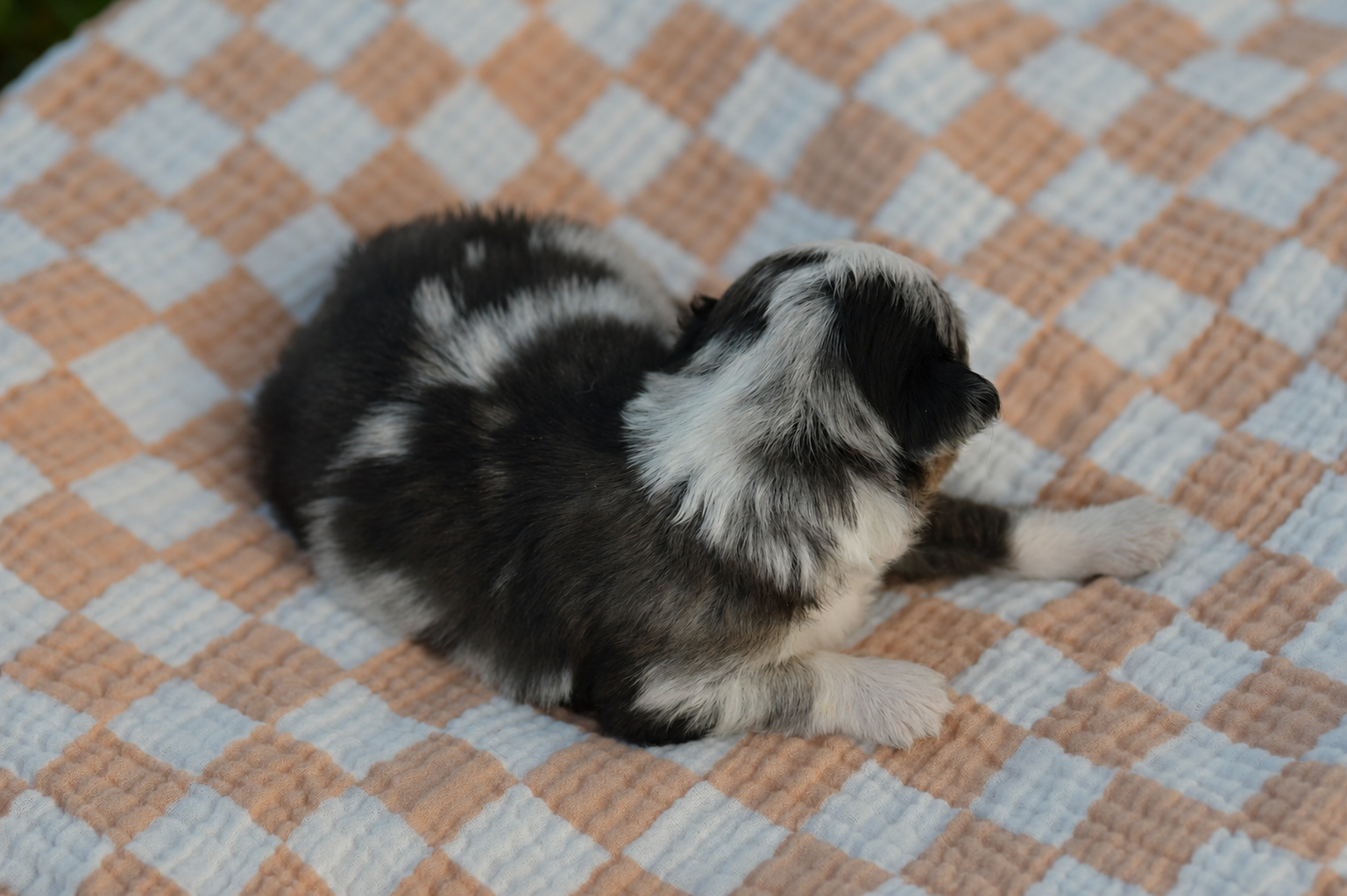 SALLY. Blue Merle Female. RESERVED. 