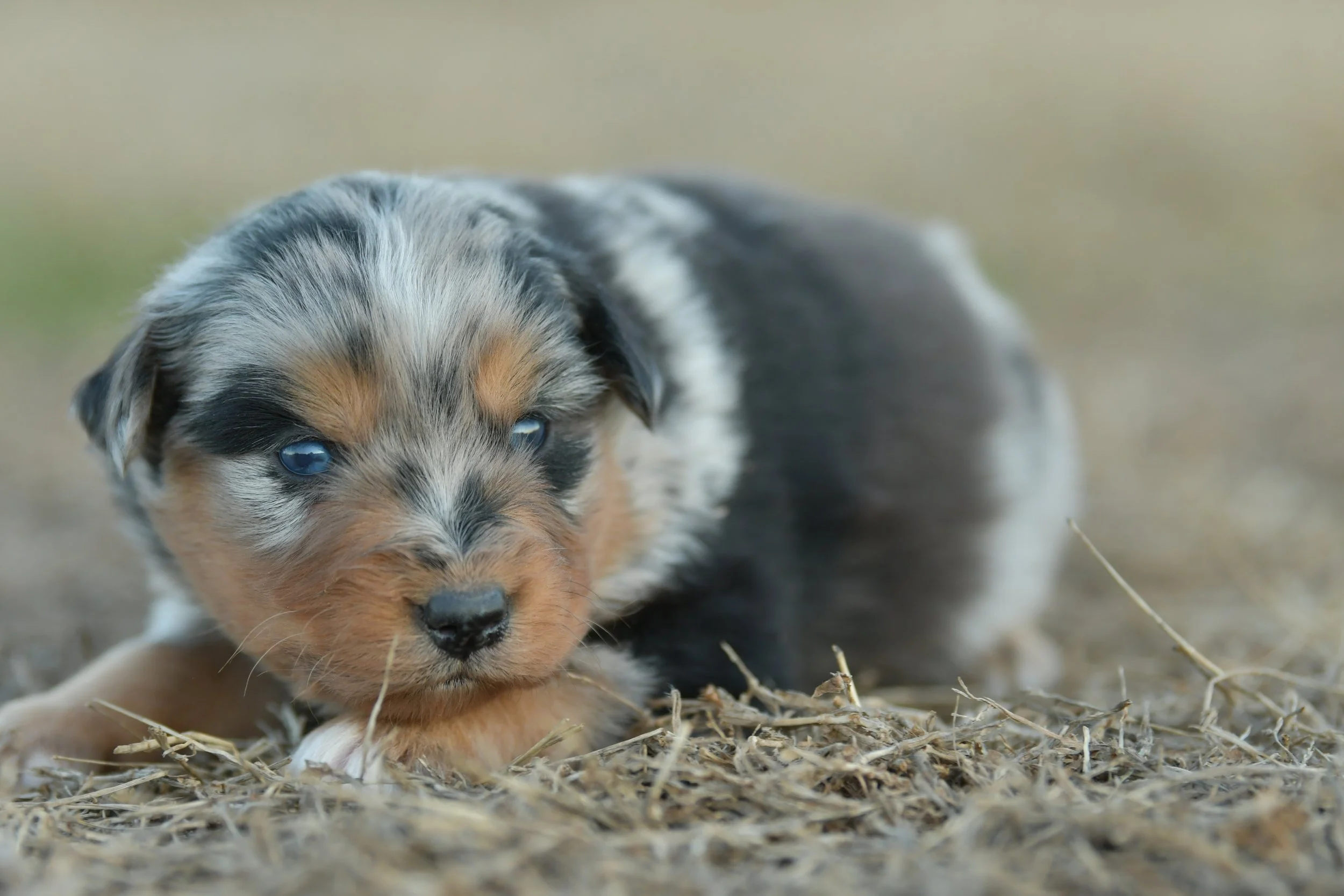 SAMUEL. Blue Merle Male. $2500. 