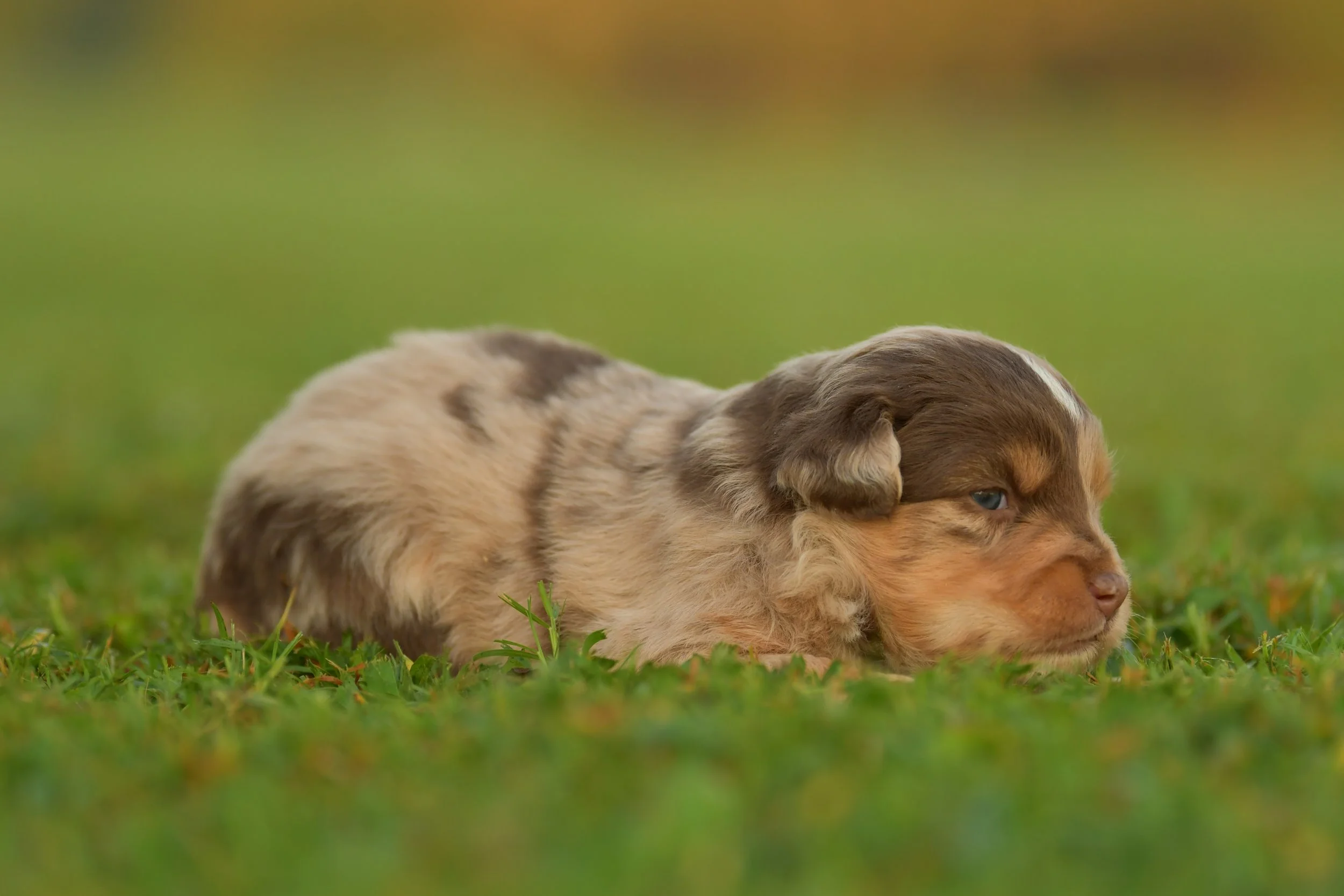 ODYSSEUS. Red Merle Male. $2500. 
