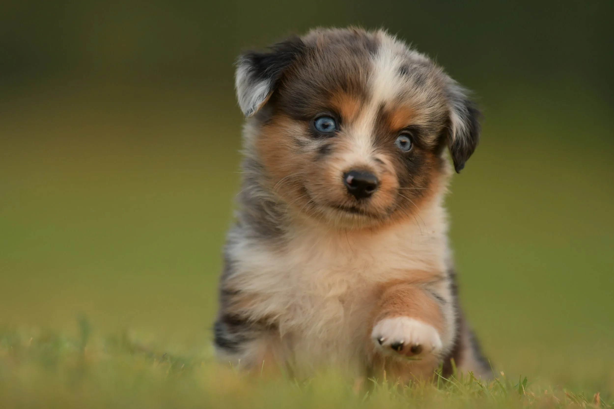 LINCOLN. Blue Merle Female. $3500. 