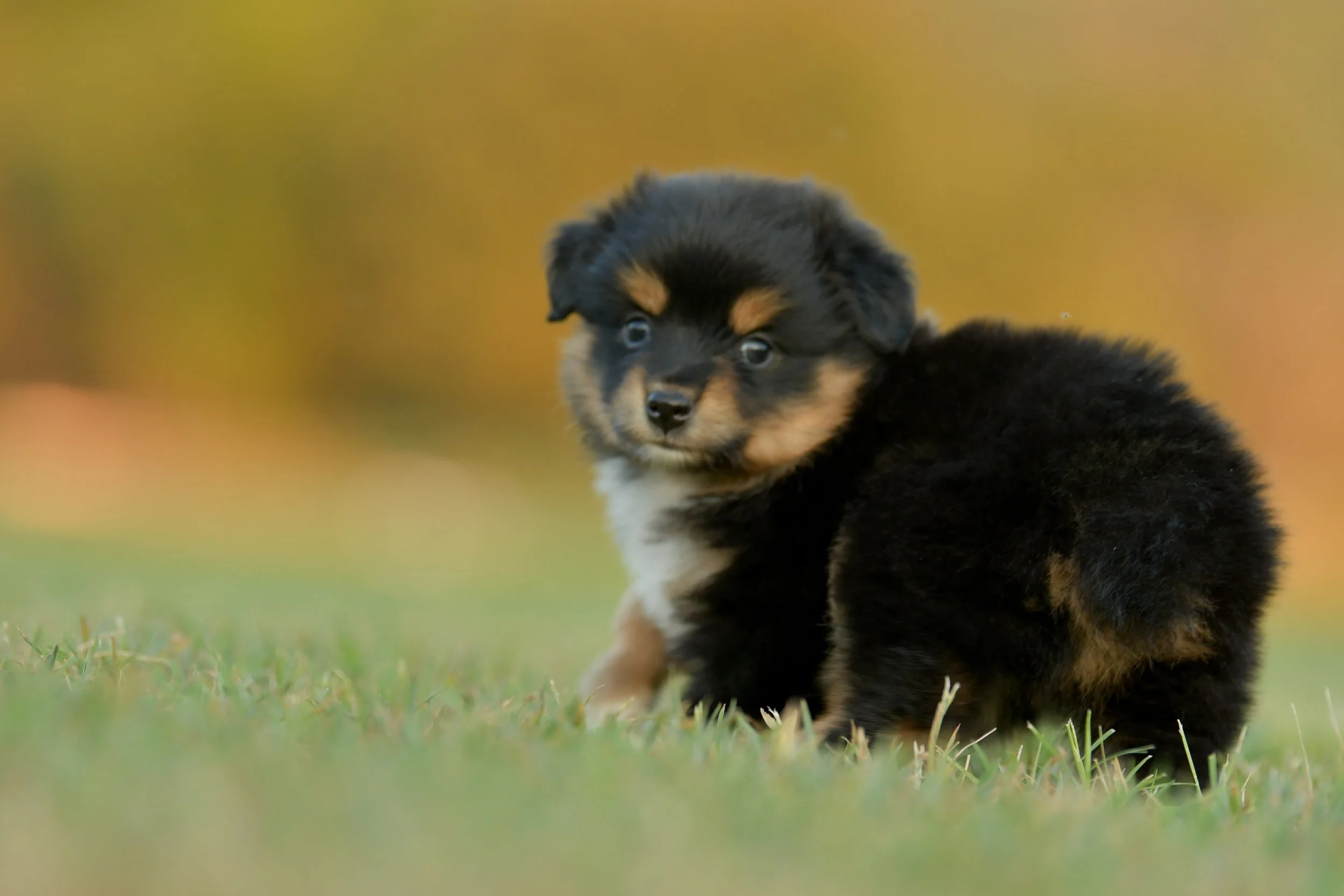 DUSKY. Black Tri Female. $1350. 