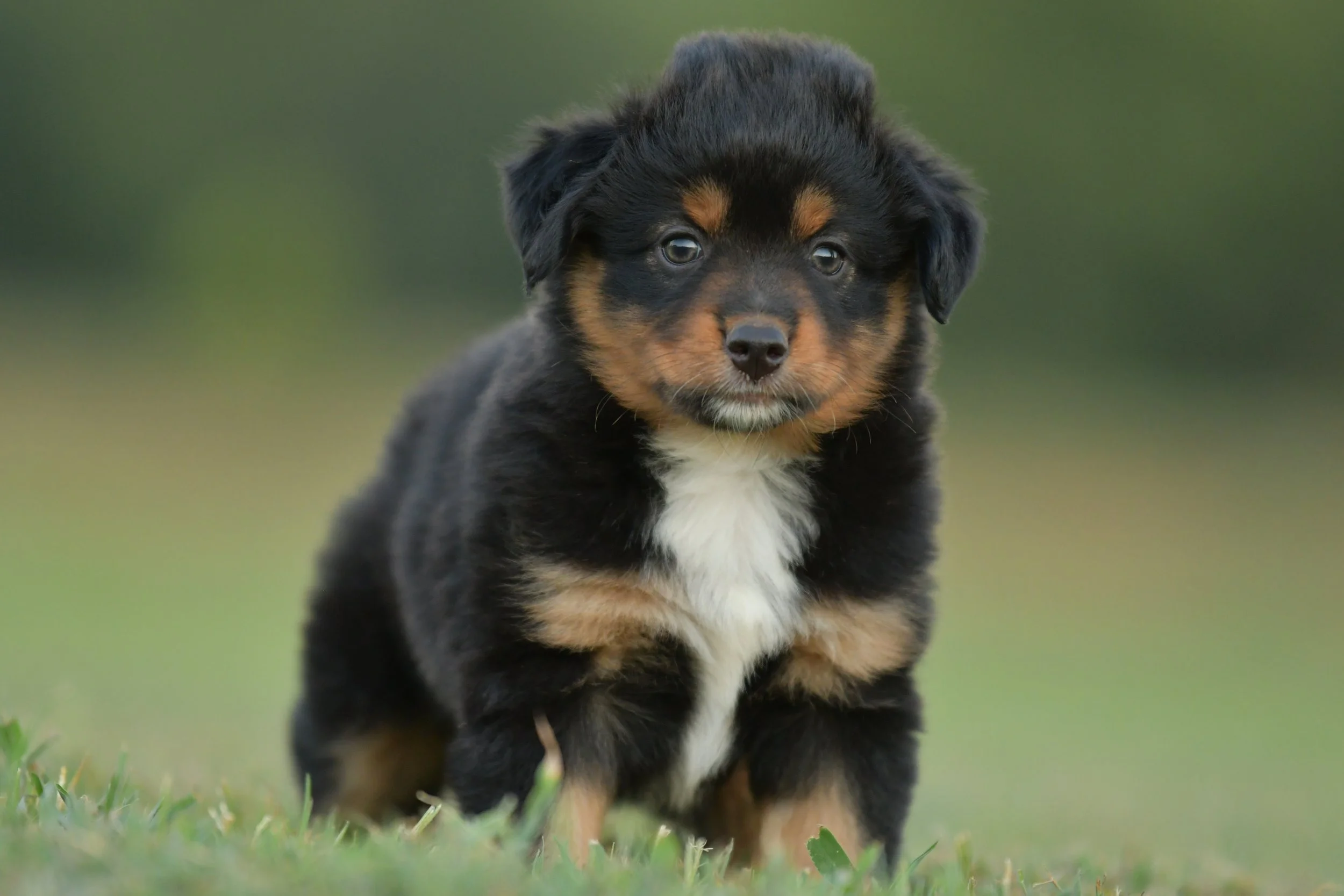 ZOUWU. Black Tri Female. $1500. 