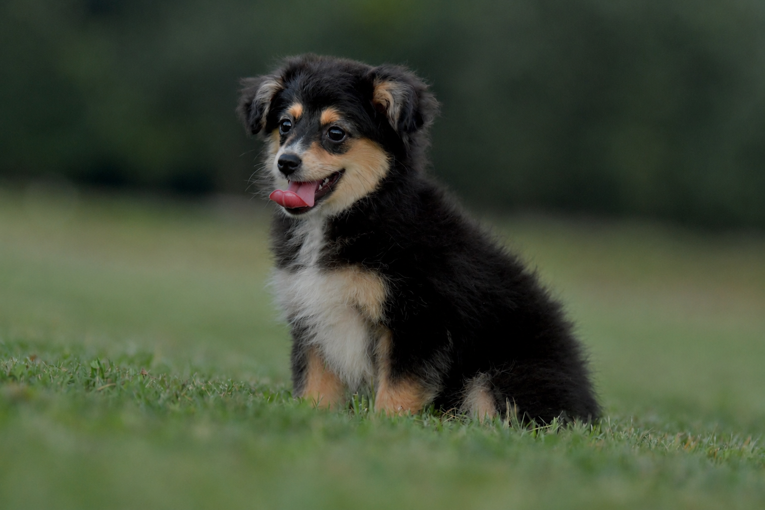RUNE. Black Tri Male. $800 to a Pet Home. Inquire for Full Registration. 