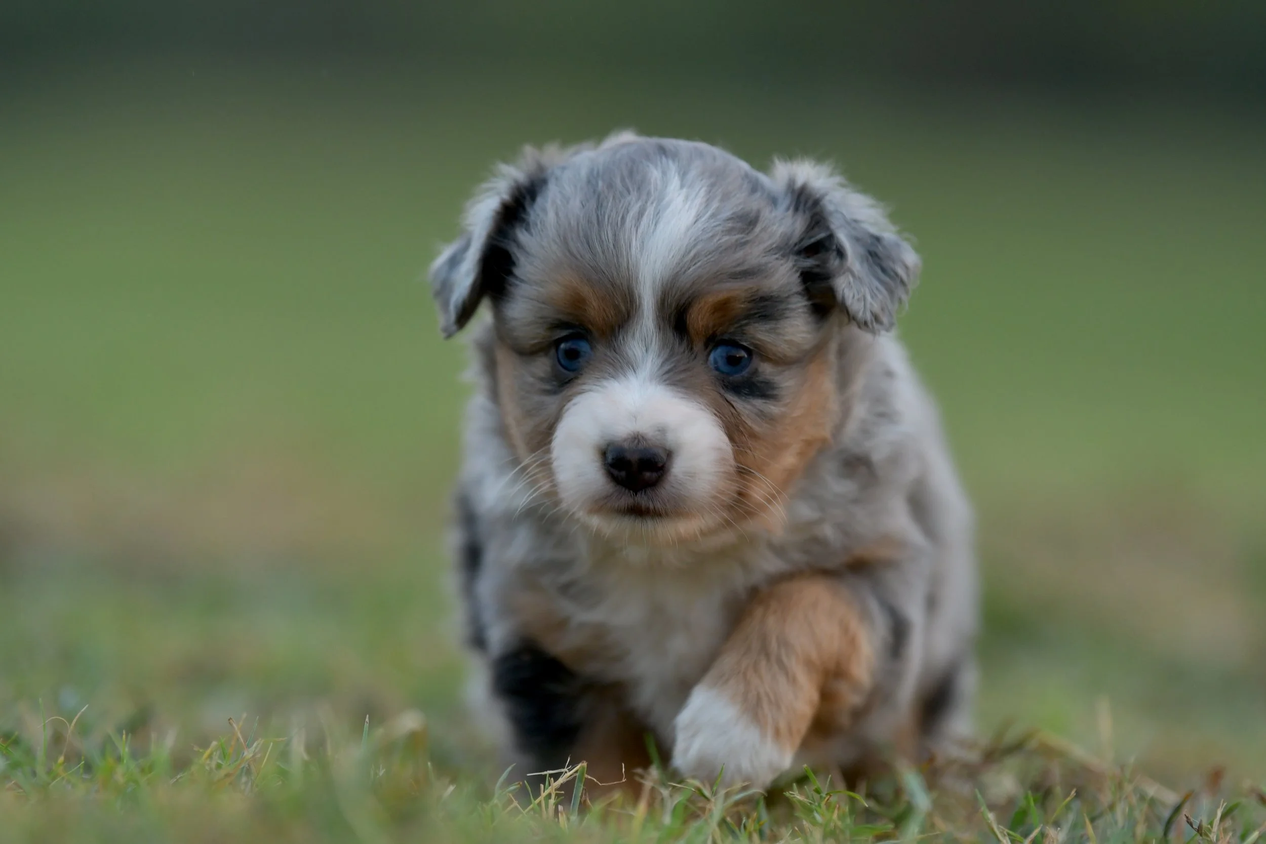 RUMI.  Blue Merle Female. $3500.