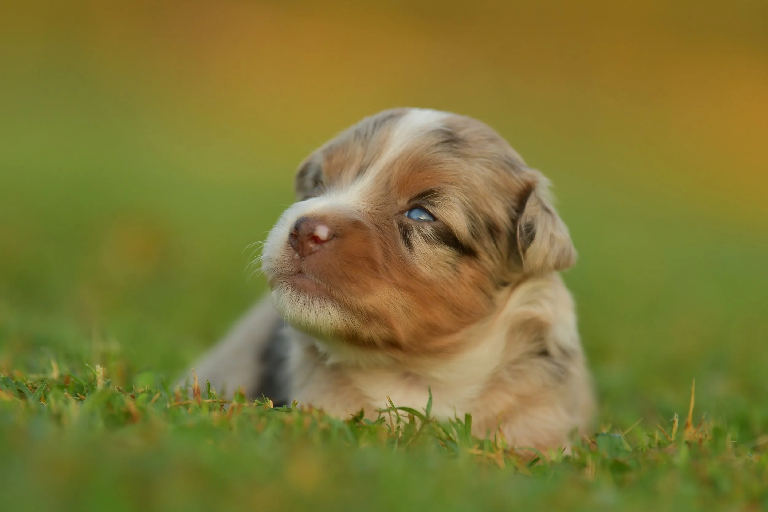 PENELOPE. Red Merle Female. $3500. 