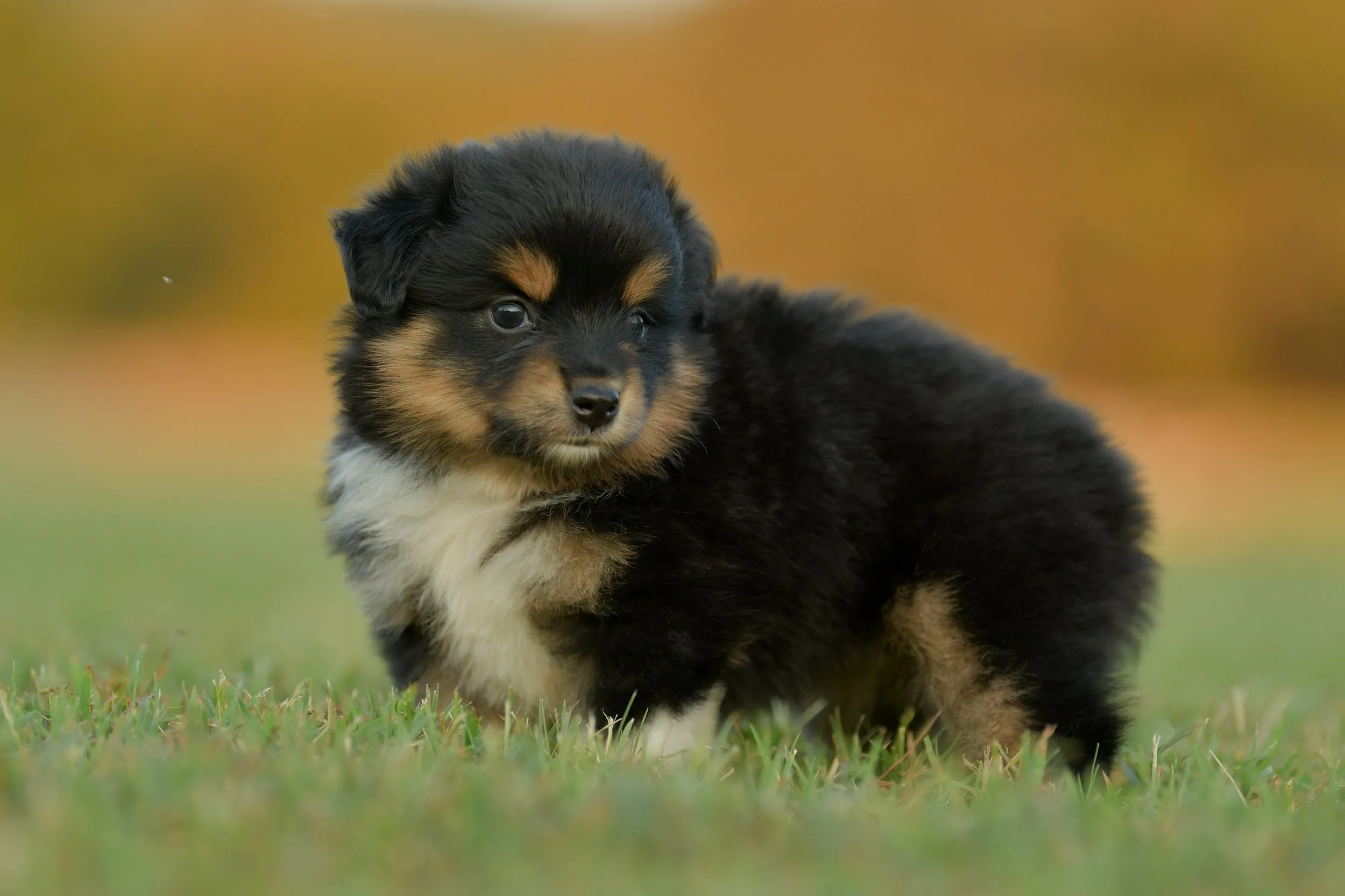 DUSKY. Black Tri Female. $1350. 