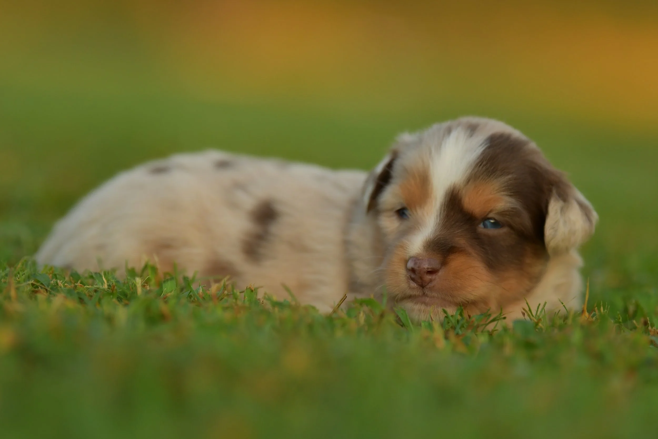 CALYPSO. Red Merle Female. $3500. 