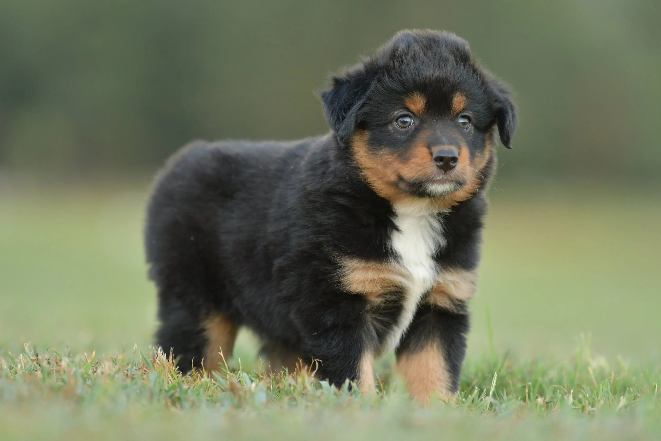 ZOUWU. Black Tri Female. $1500. 