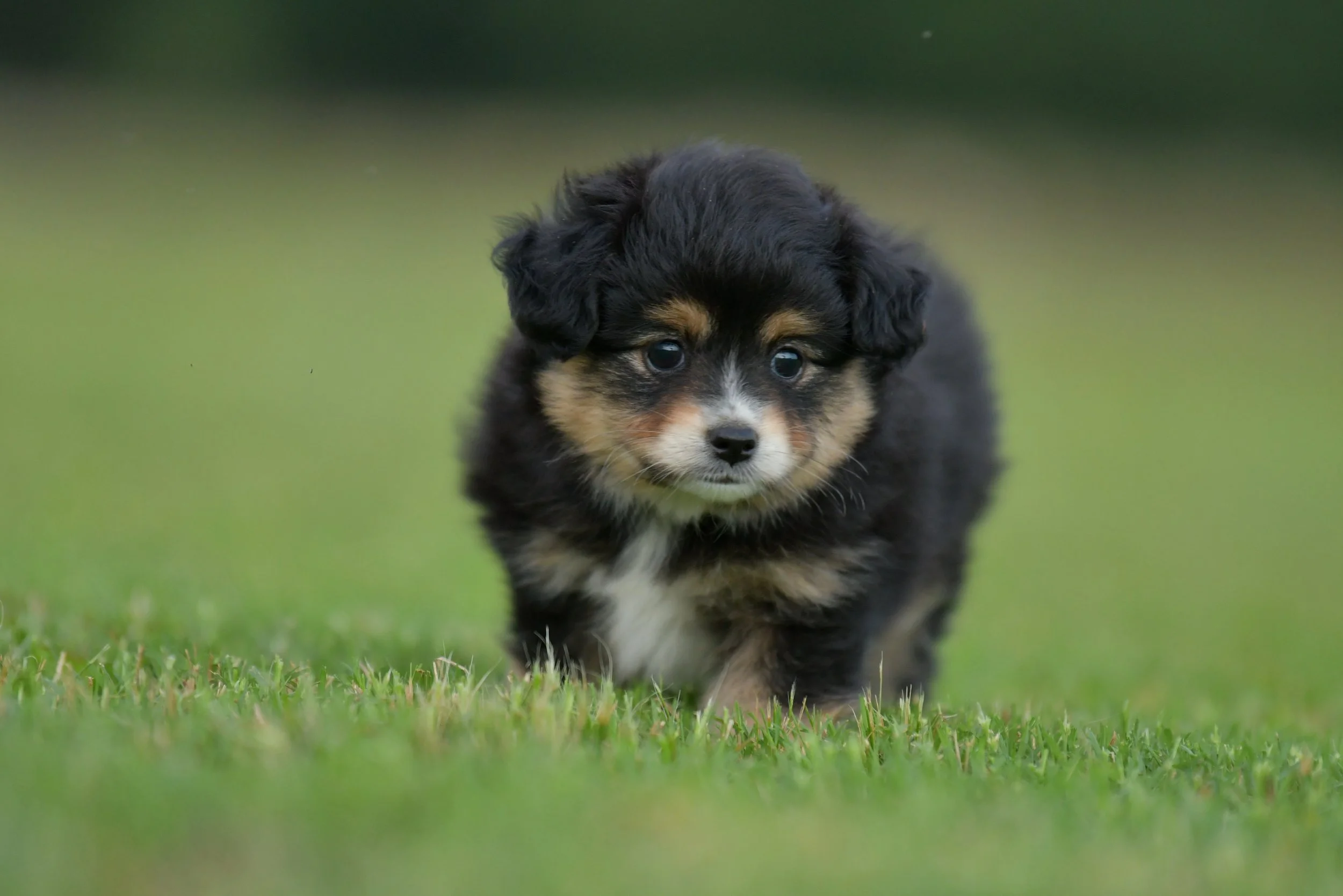RUNE. Black Tri Male. $1800. 