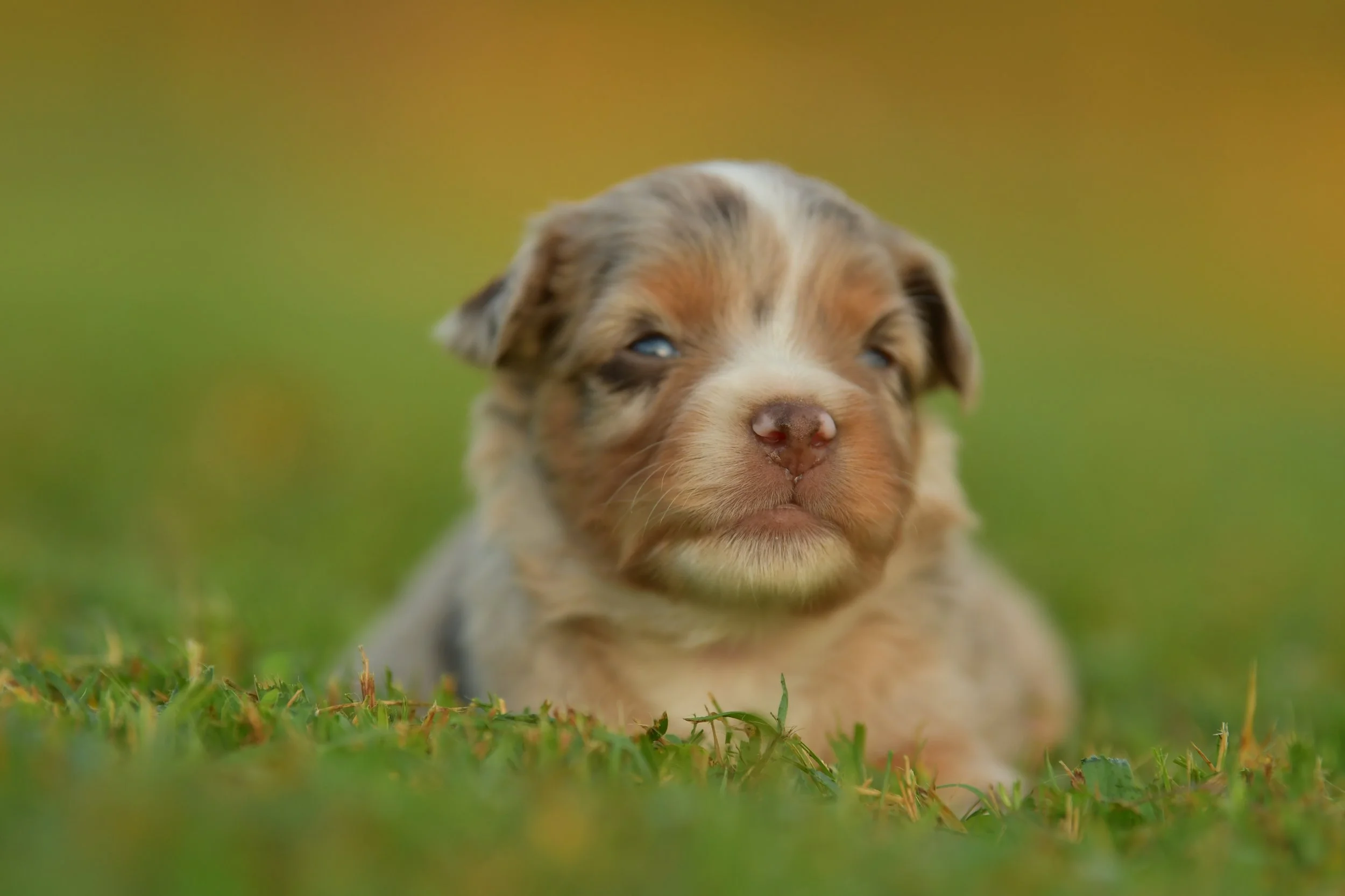 PENELOPE. Red Merle Female. $3500. 