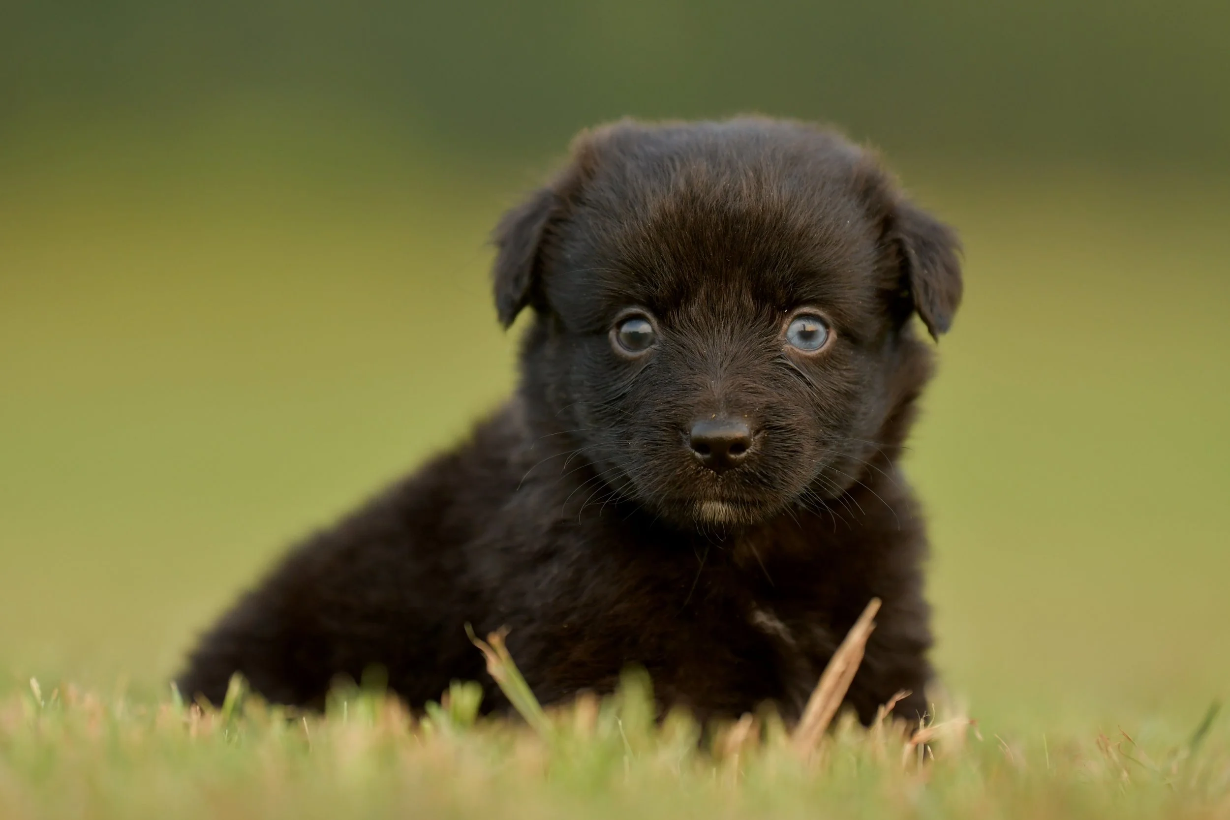 SADIE. Black Bi Female. $1500. 