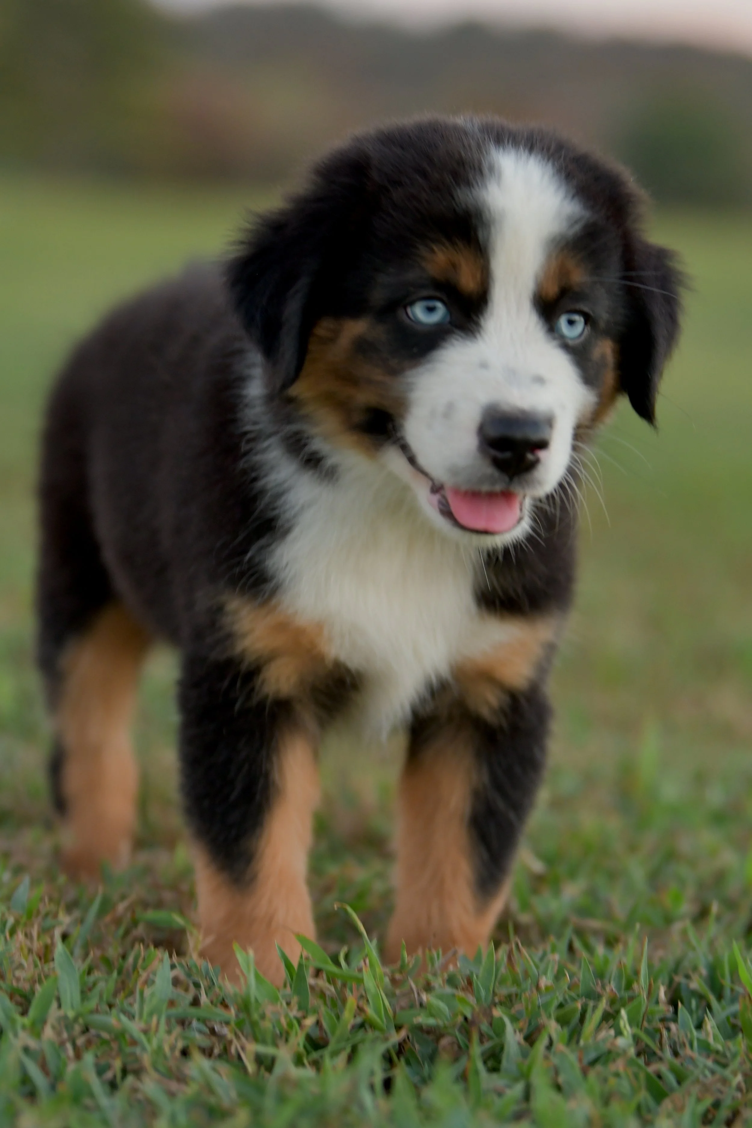 KELPIE. Black Tri Male. $1350. 