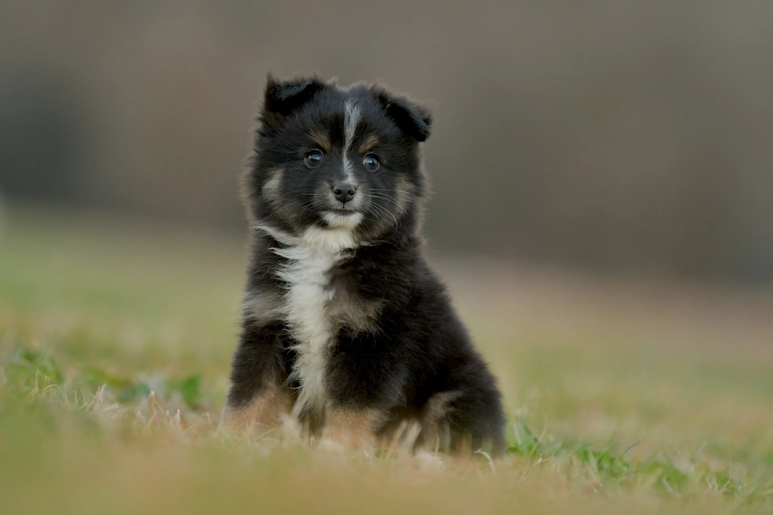 ANISE. Black Tri Female. $1500.