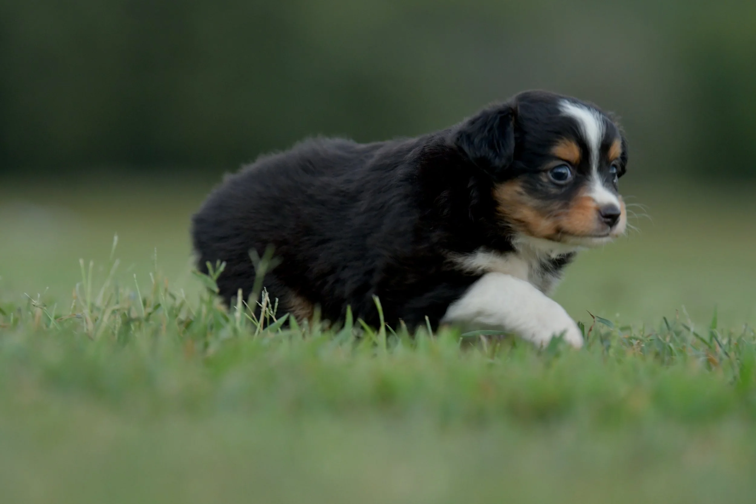 MINKE. Black Tri Female. $1500. 