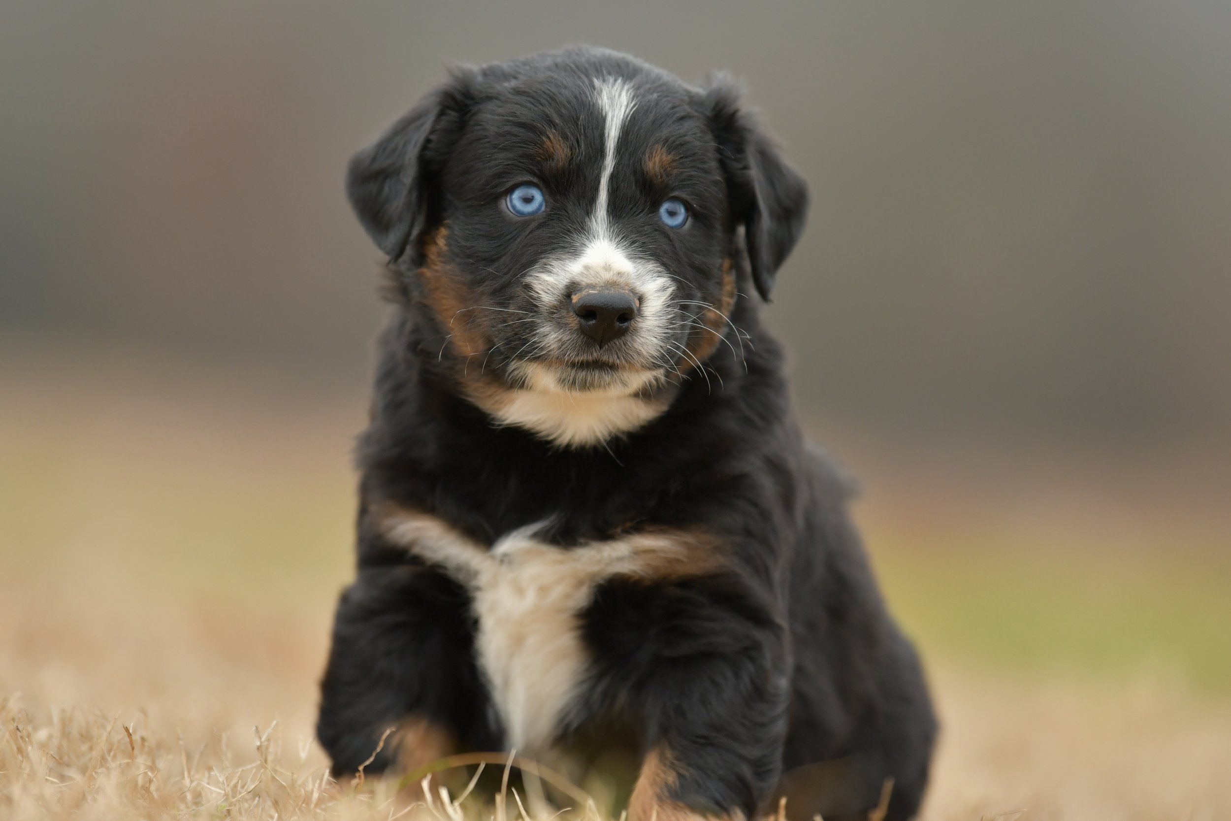 WILL. Black Tri Male. $1250. 