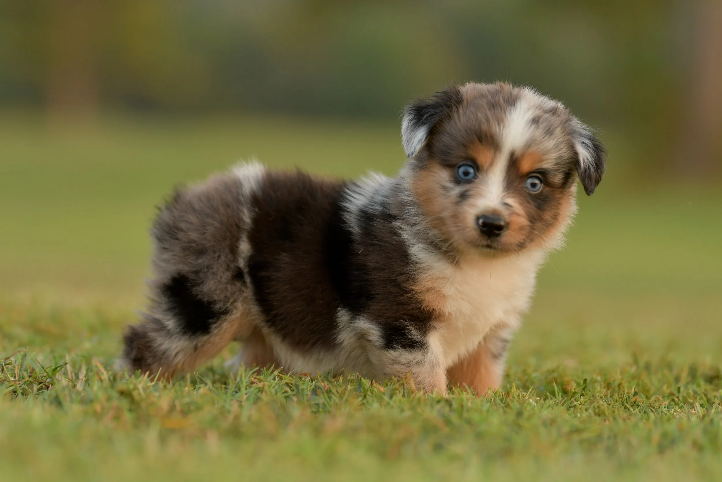 LINCOLN. Blue Merle Female. $3500. 