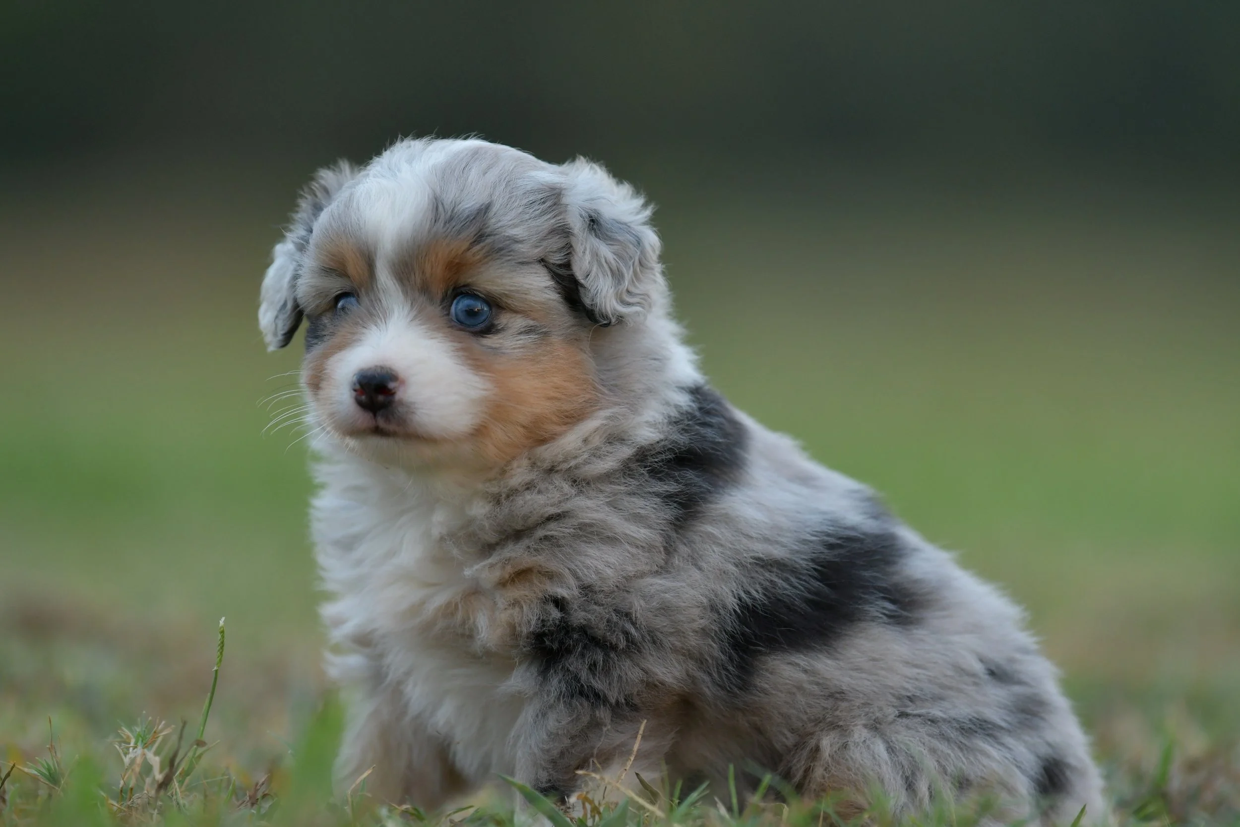 BRIE. Blue Merle Female. $3500. 