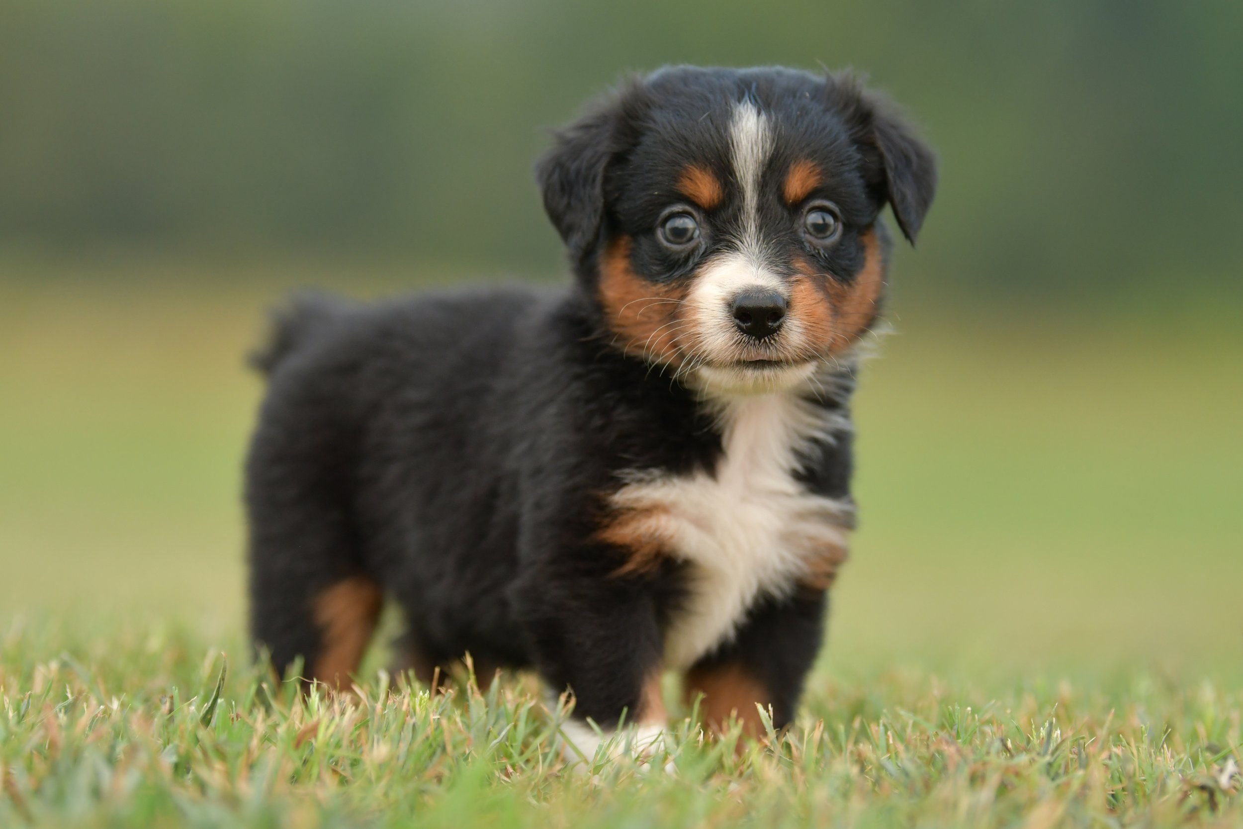 CASTLE. Black Tri Female. $1250. 