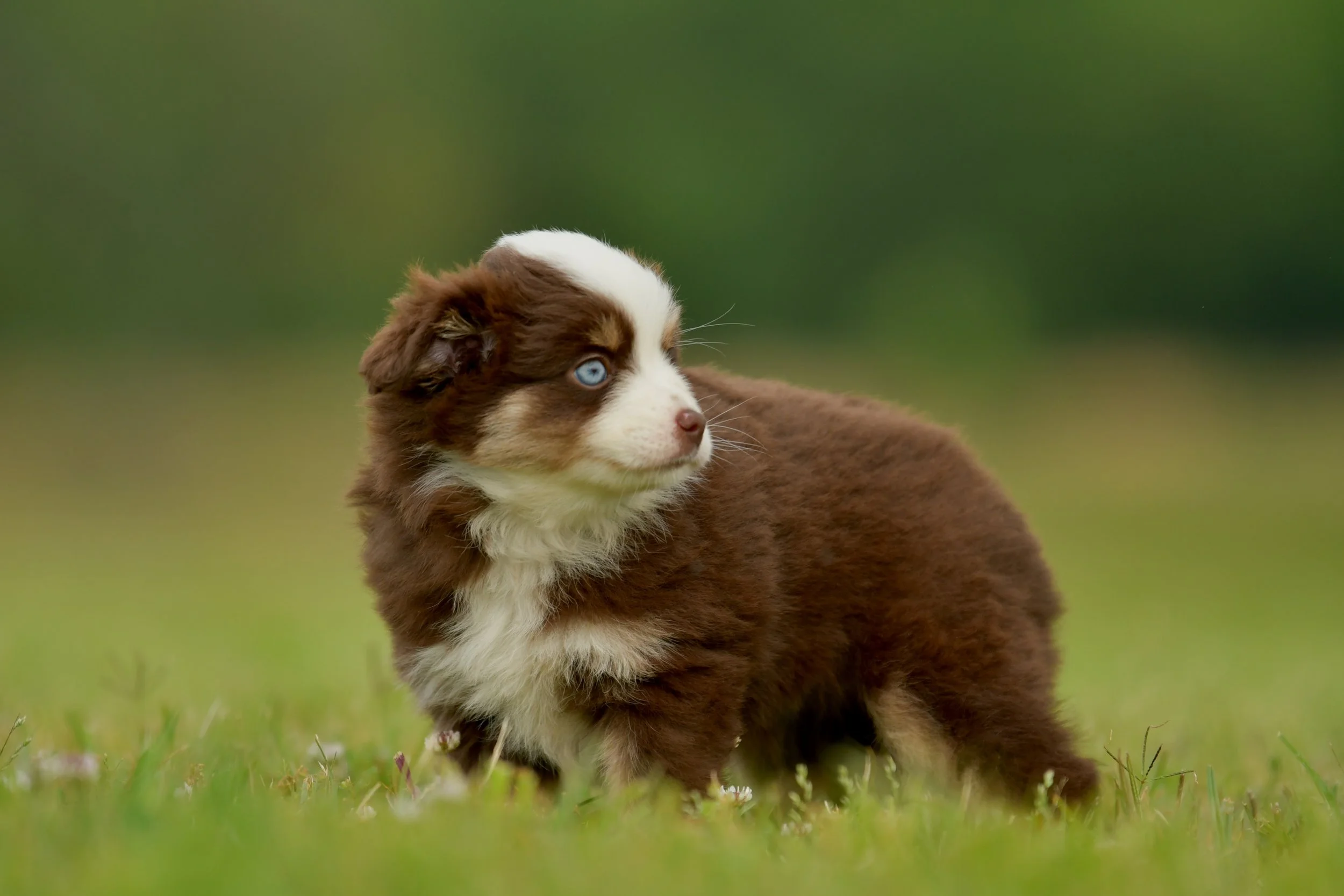 MIKO. Red Tri Female. $2500. 