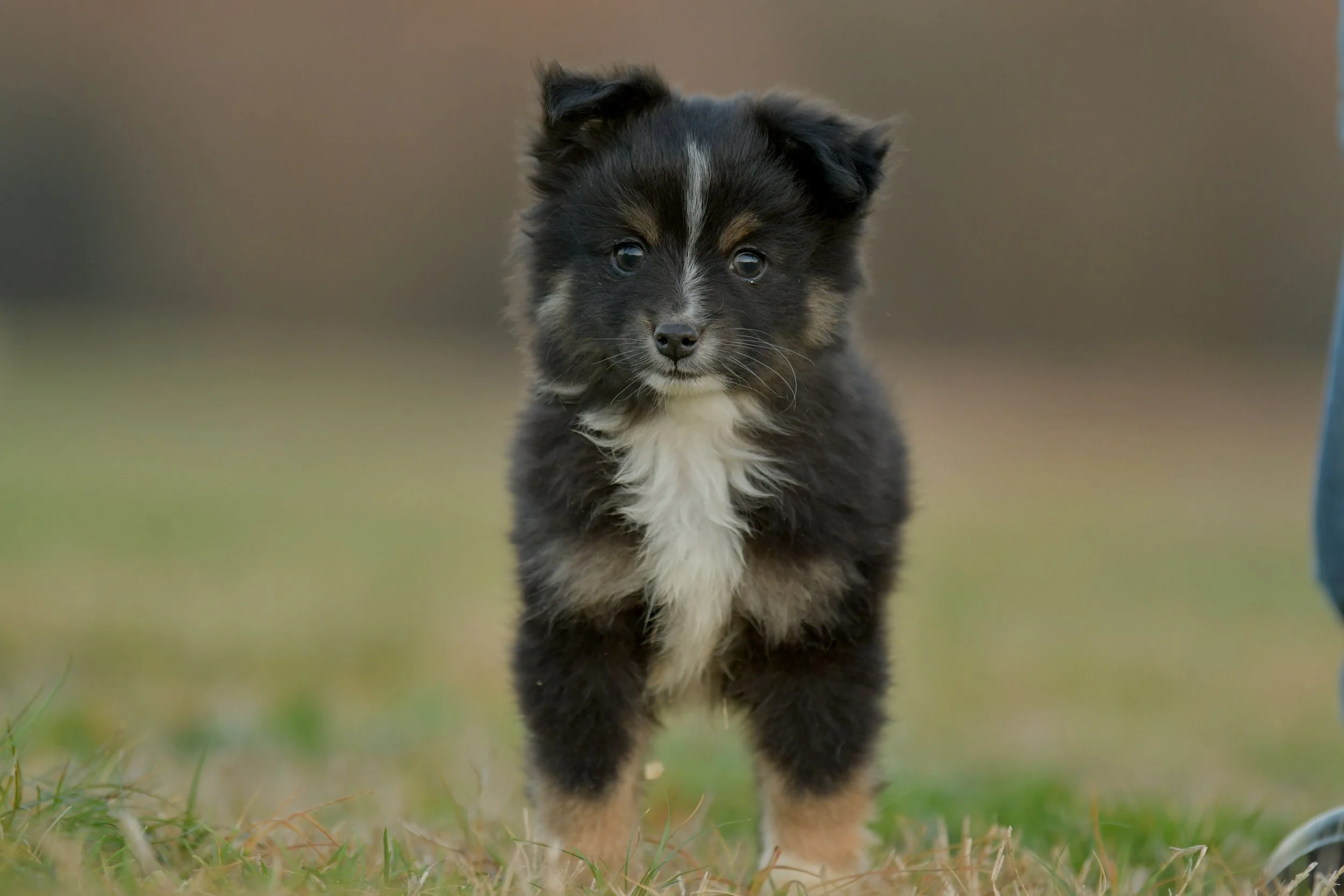 ANISE. Black Tri Female. $1500.