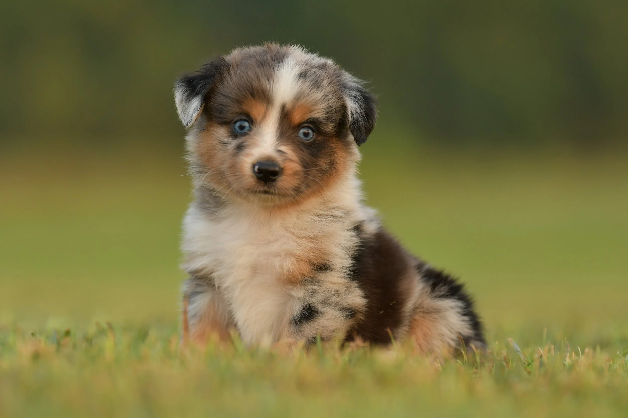 LINCOLN. Blue Merle Female. $3500. 