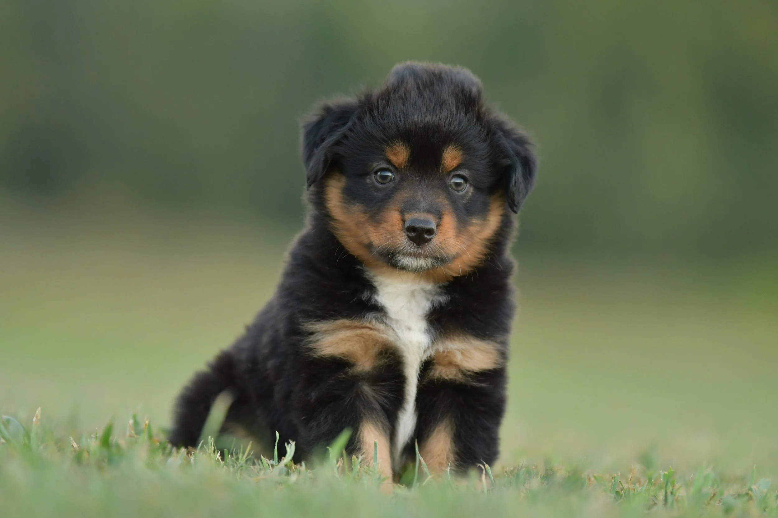 ZOUWU. Black Tri Female. $1500. 
