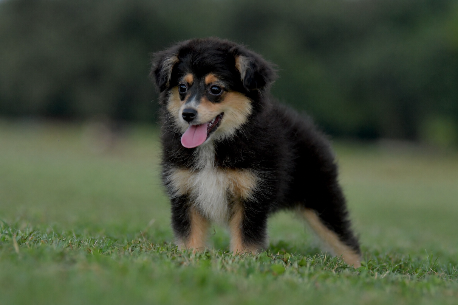 RUNE. Black Tri Male. $800 to a Pet Home. Inquire for Full Registration. 